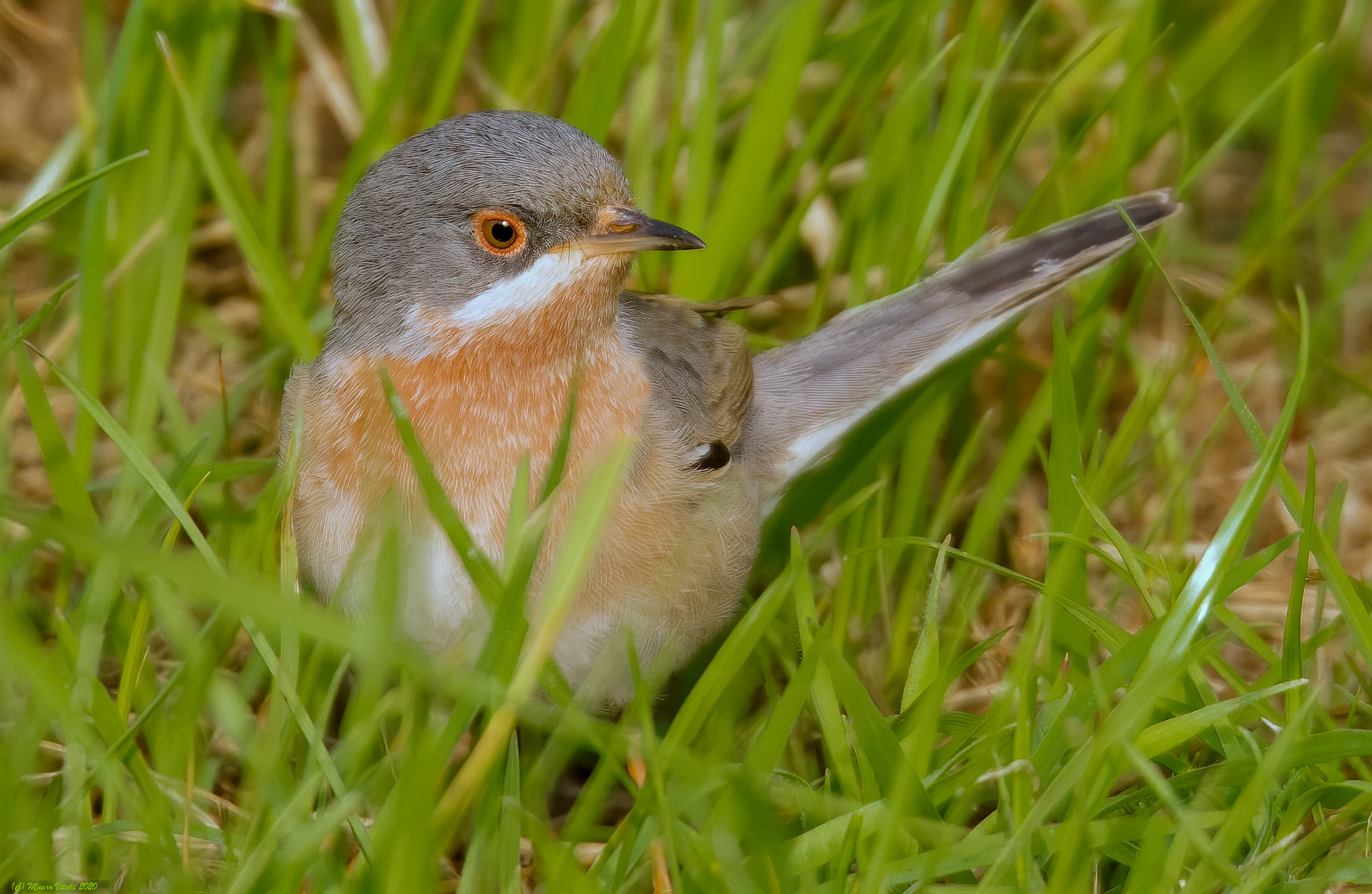 Common Sterpazzolina (Sylvia cantillans)