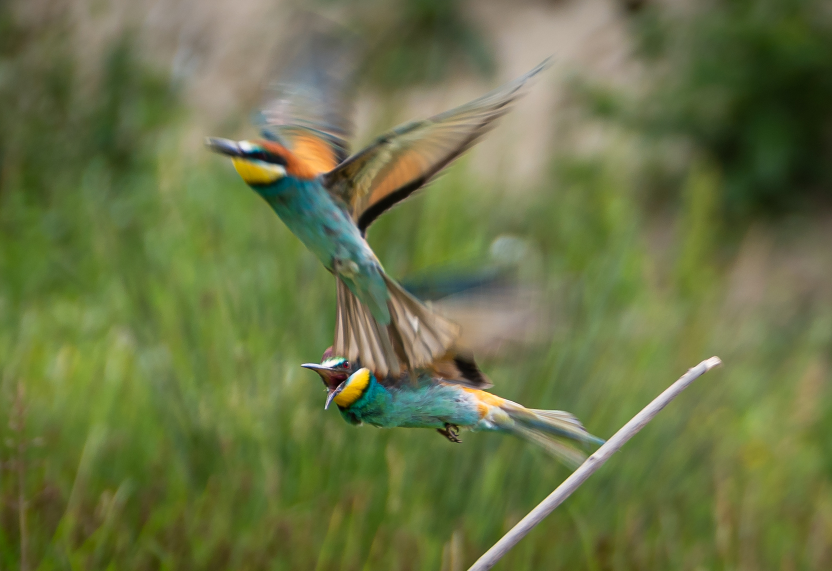 skirmishes on the fly