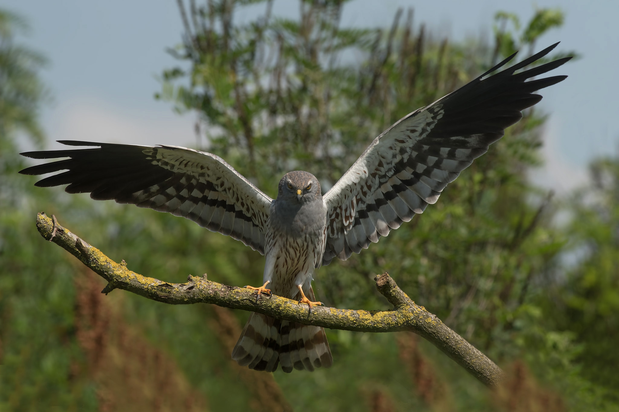 Albanella minore (m.)