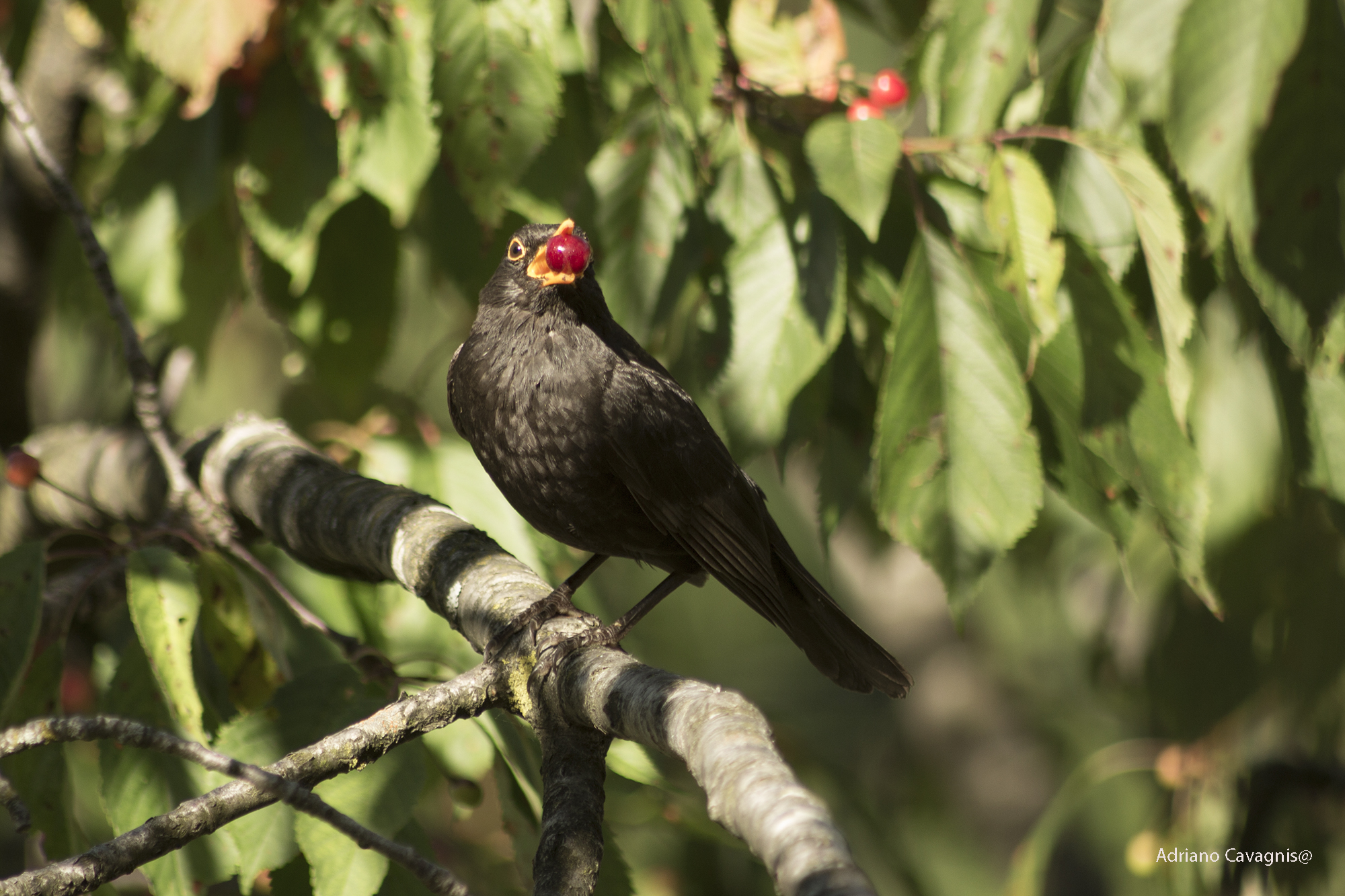 Colazione del merlo.