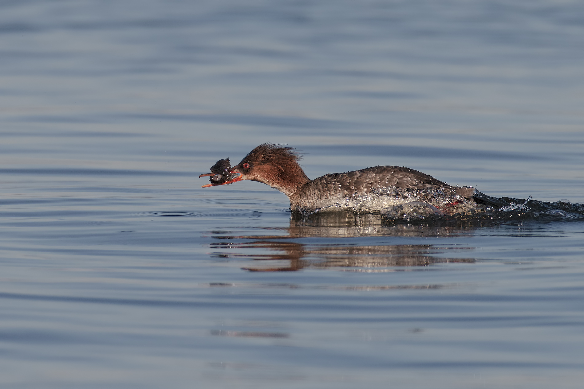 Red-breasted Merganser with prey
