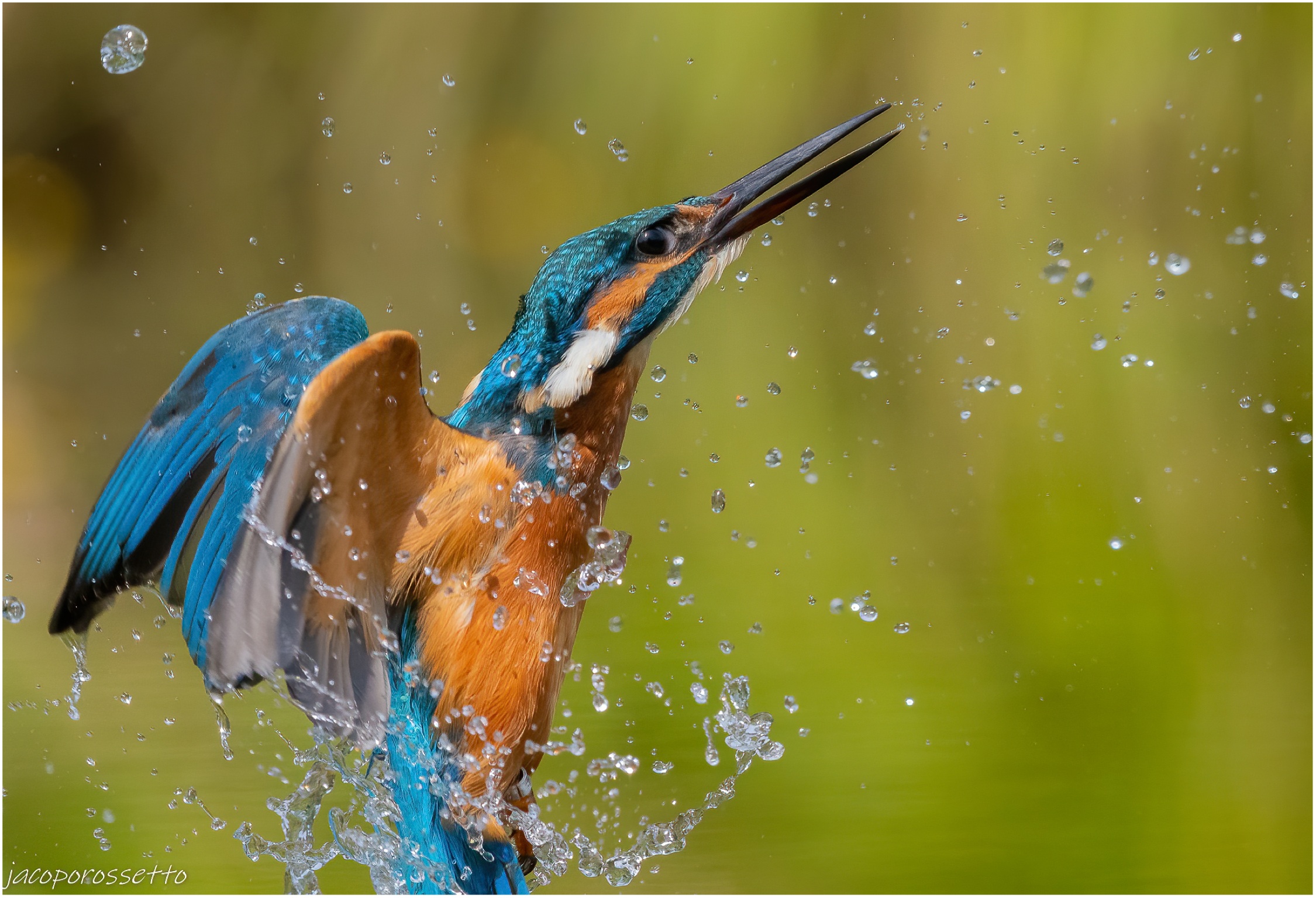 Kingfisher