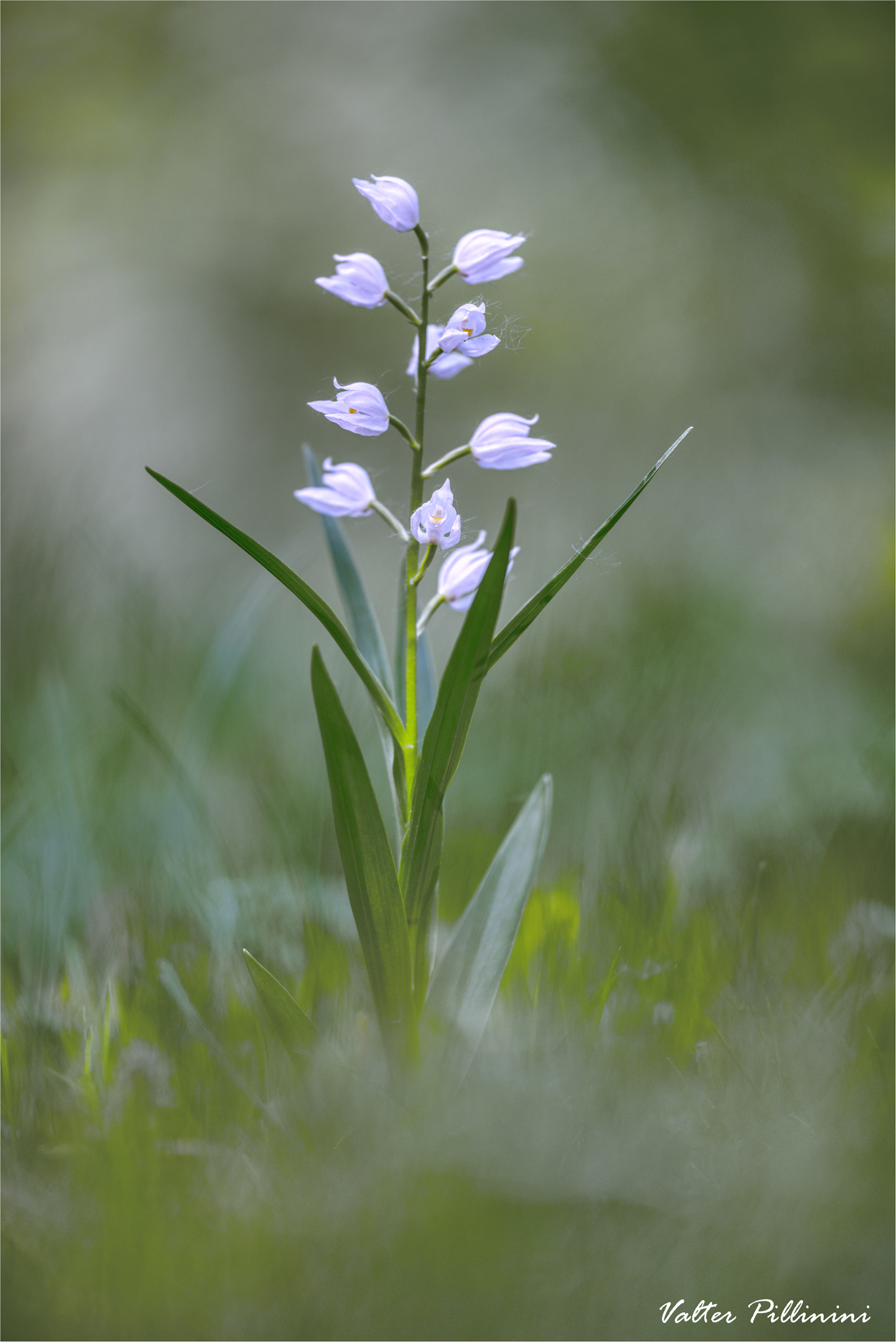 Cephalantera longifolia