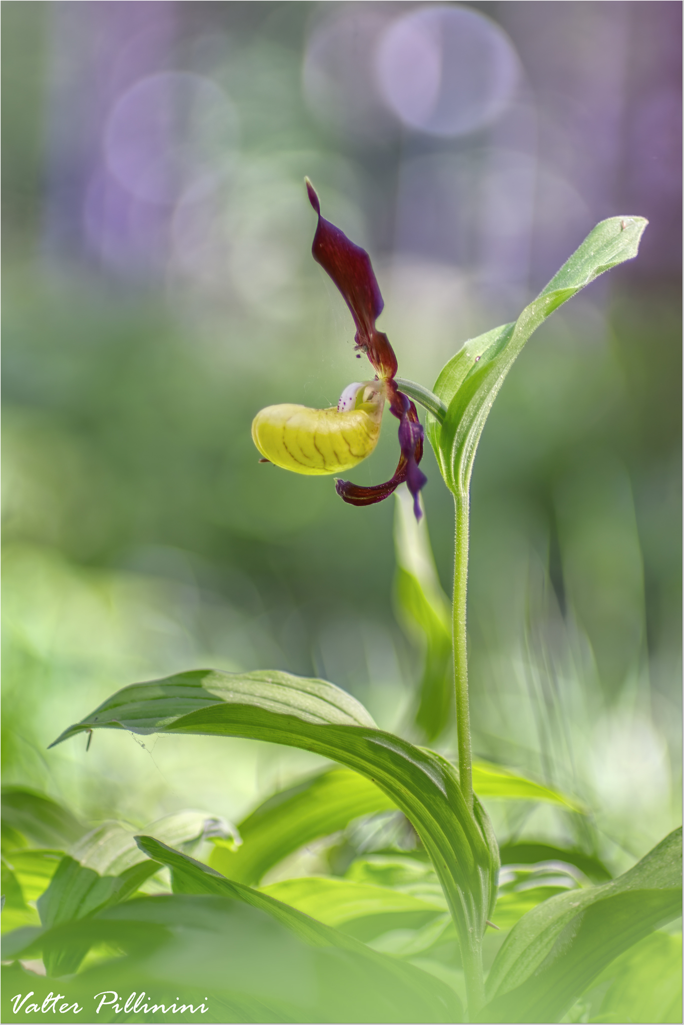Cypripedium calceolus.