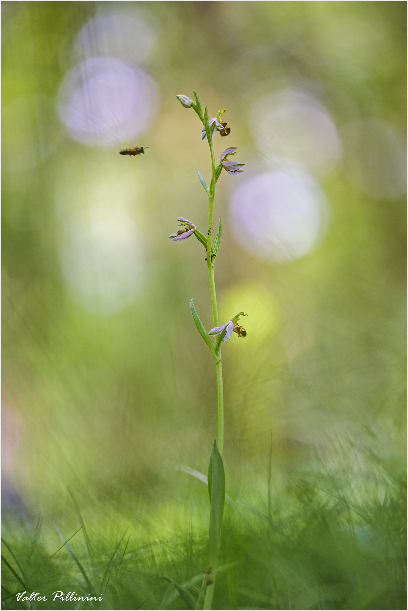 Ophrys apifera