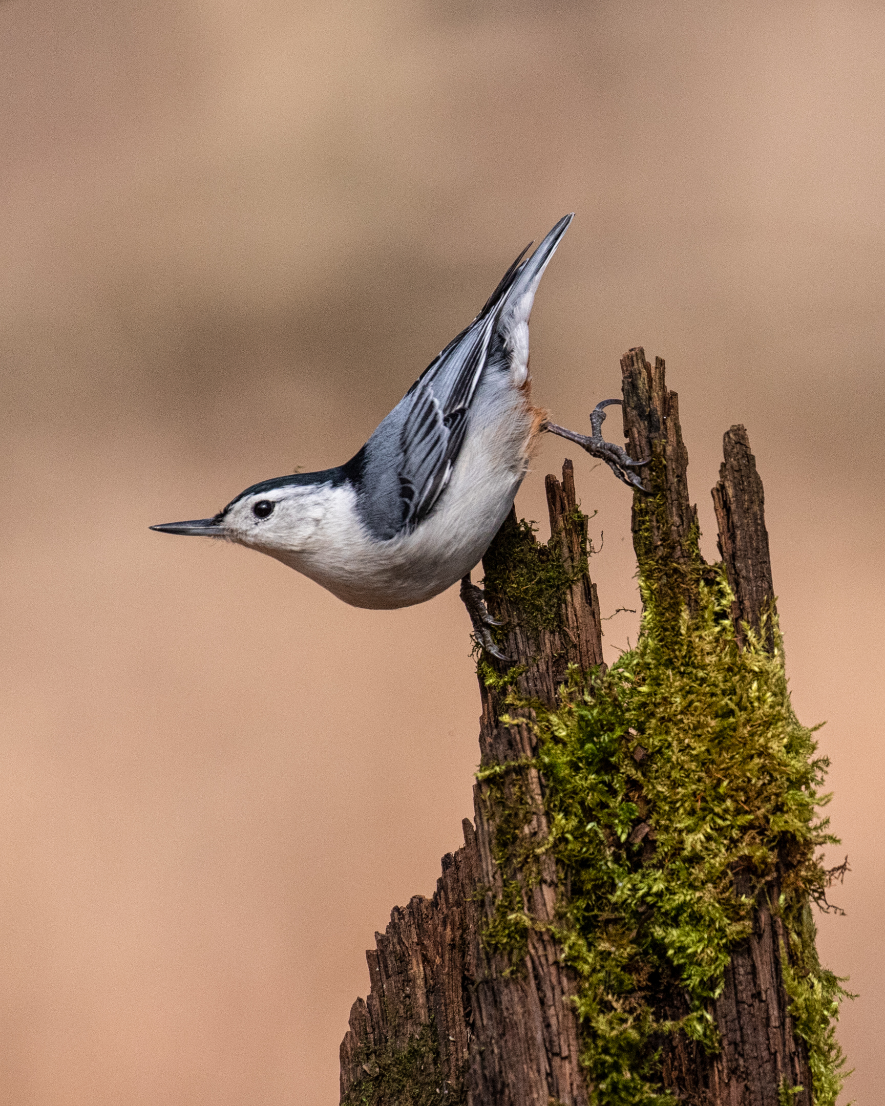 White Breasted Nuthatch.