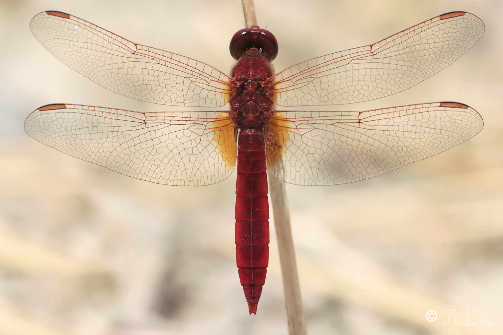 wings ready for take-off