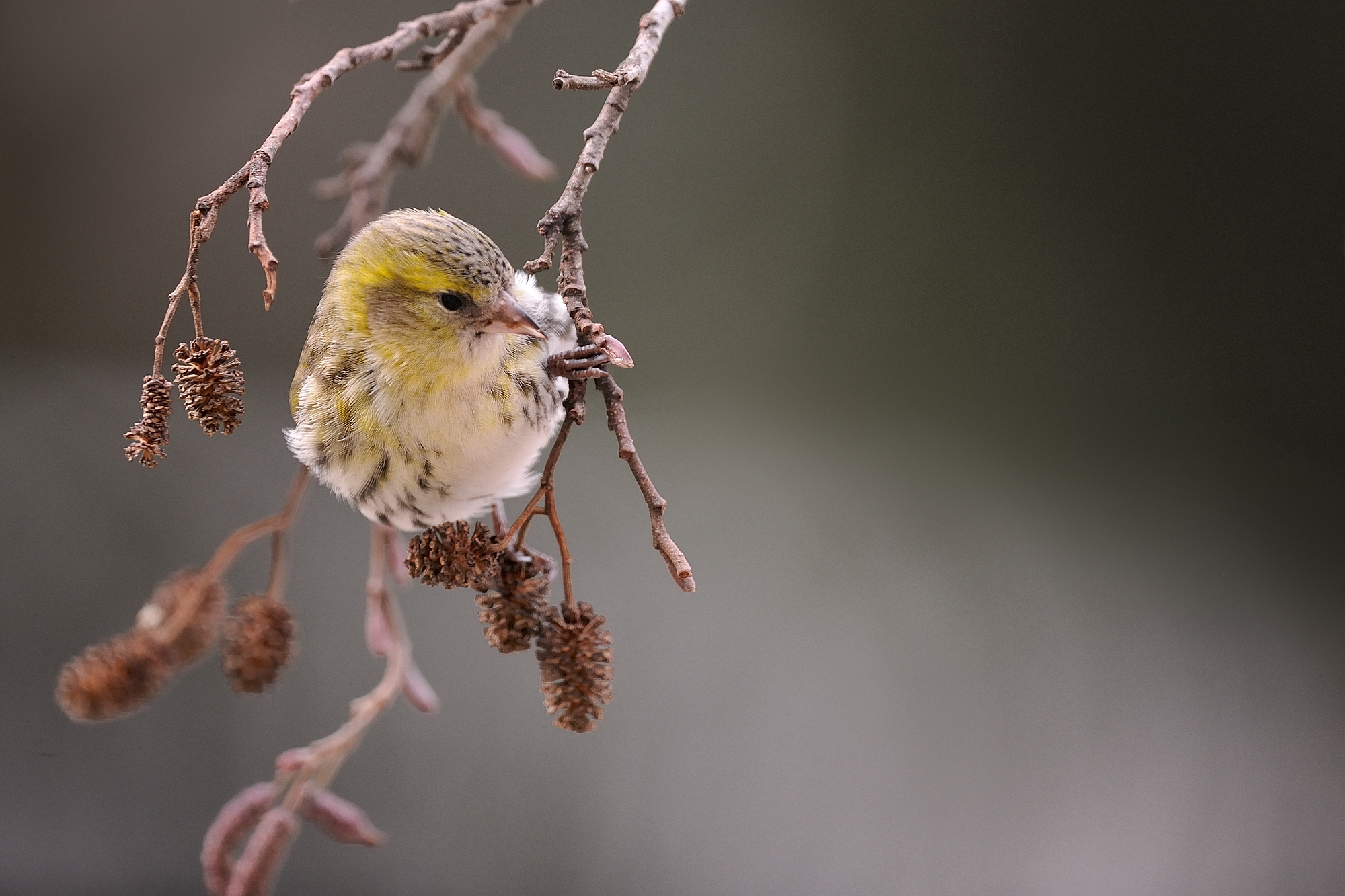 Siskin
