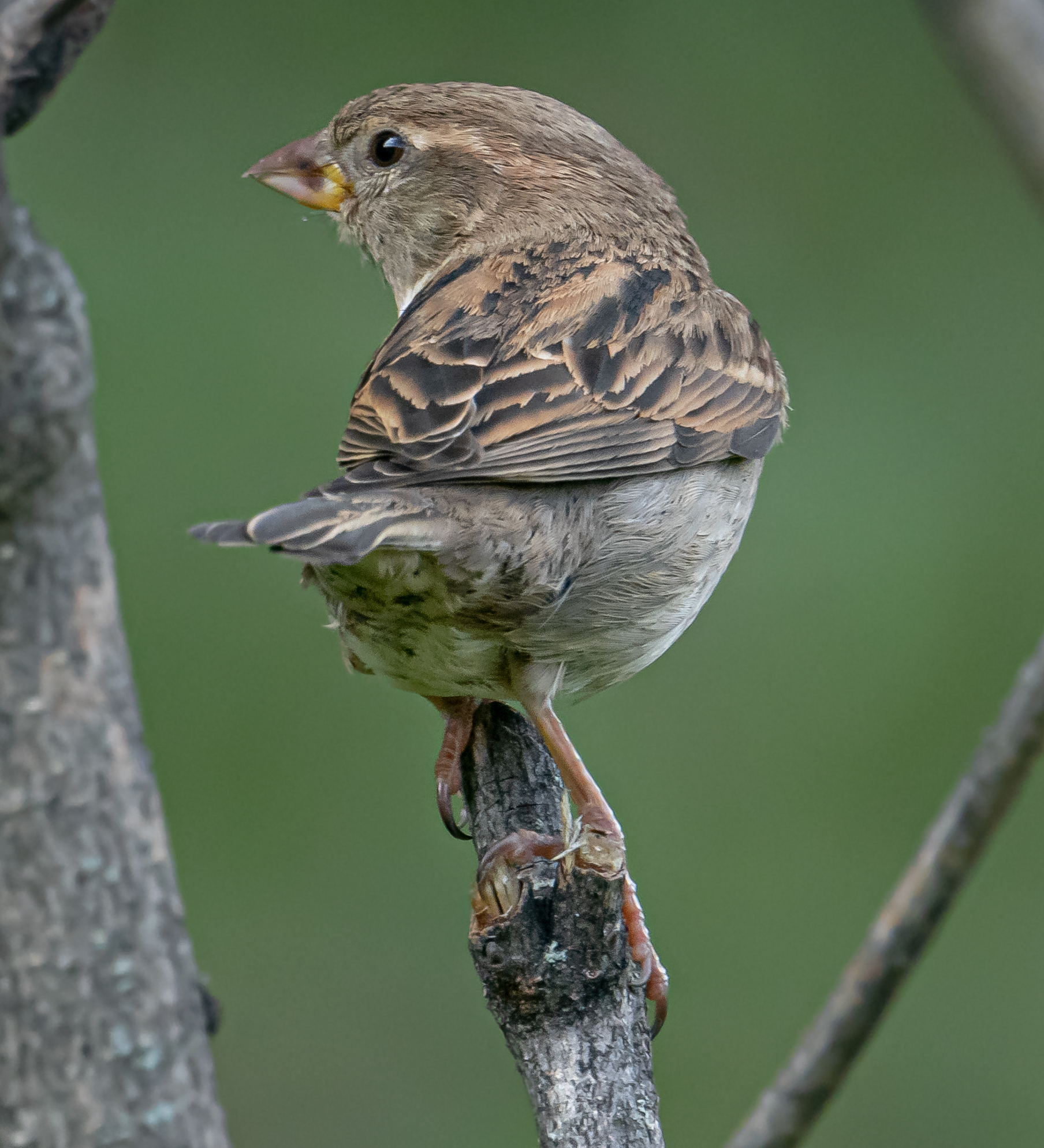 Passero ritratto2