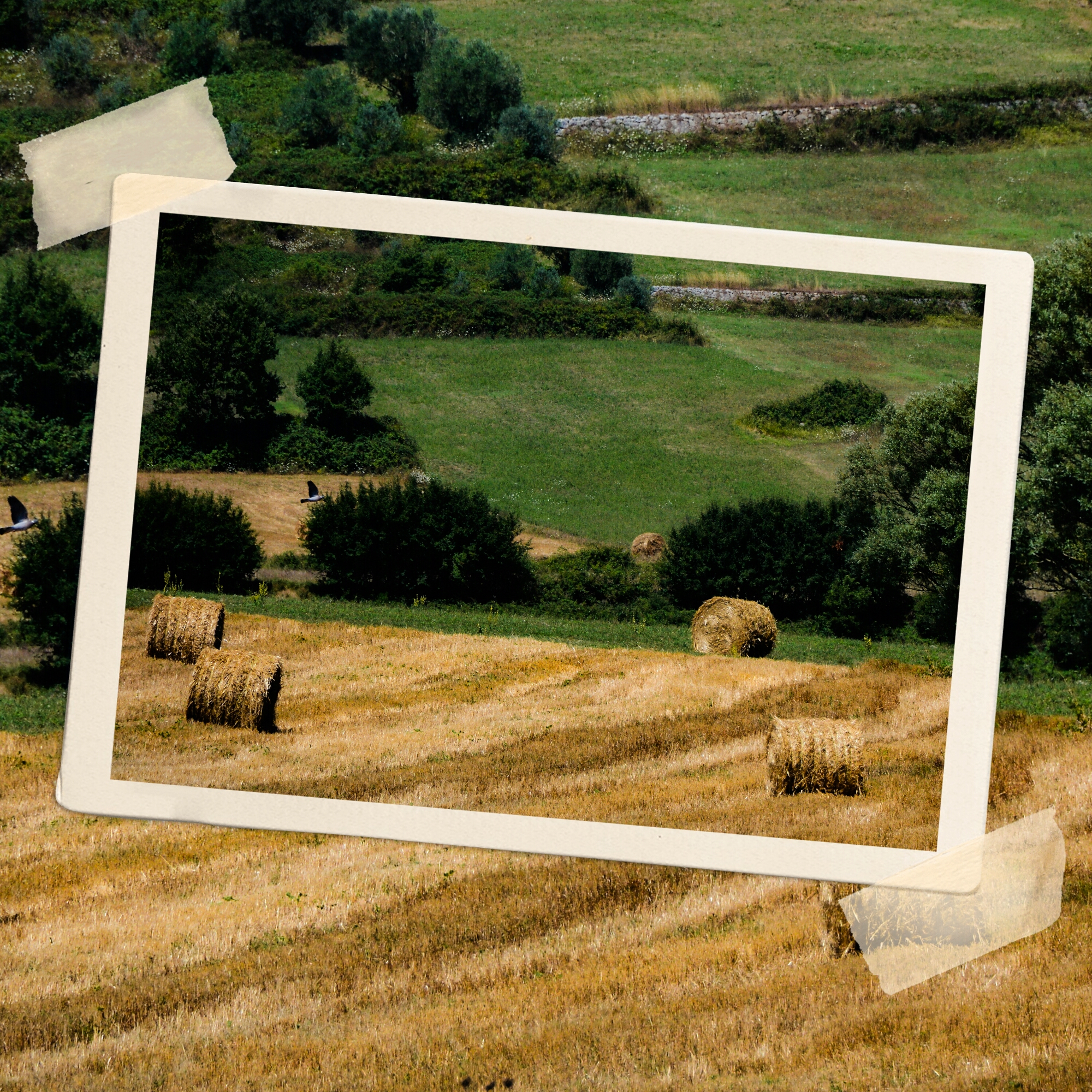 Campagna della Ciociaria - Ferentino (Lazio)