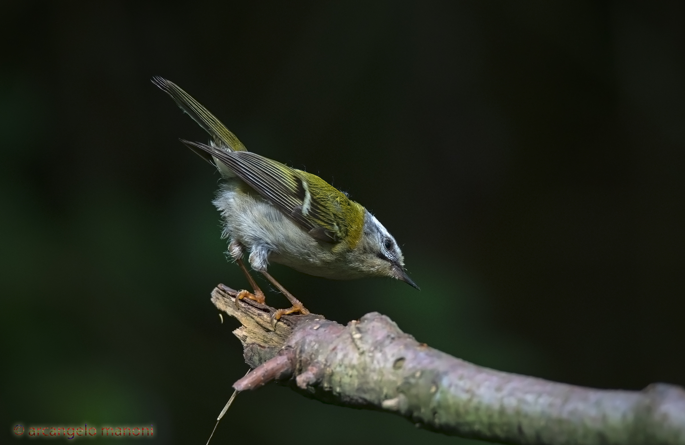 A ray of sunshine in the woods at the florist