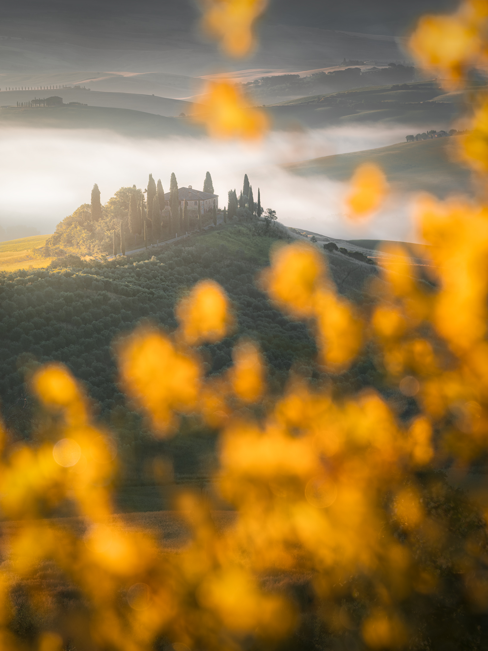 Ginestre in Val D'Orcia