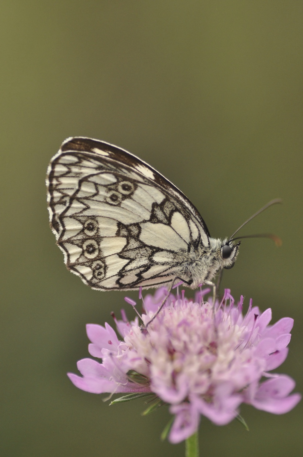 Melanargia galathea