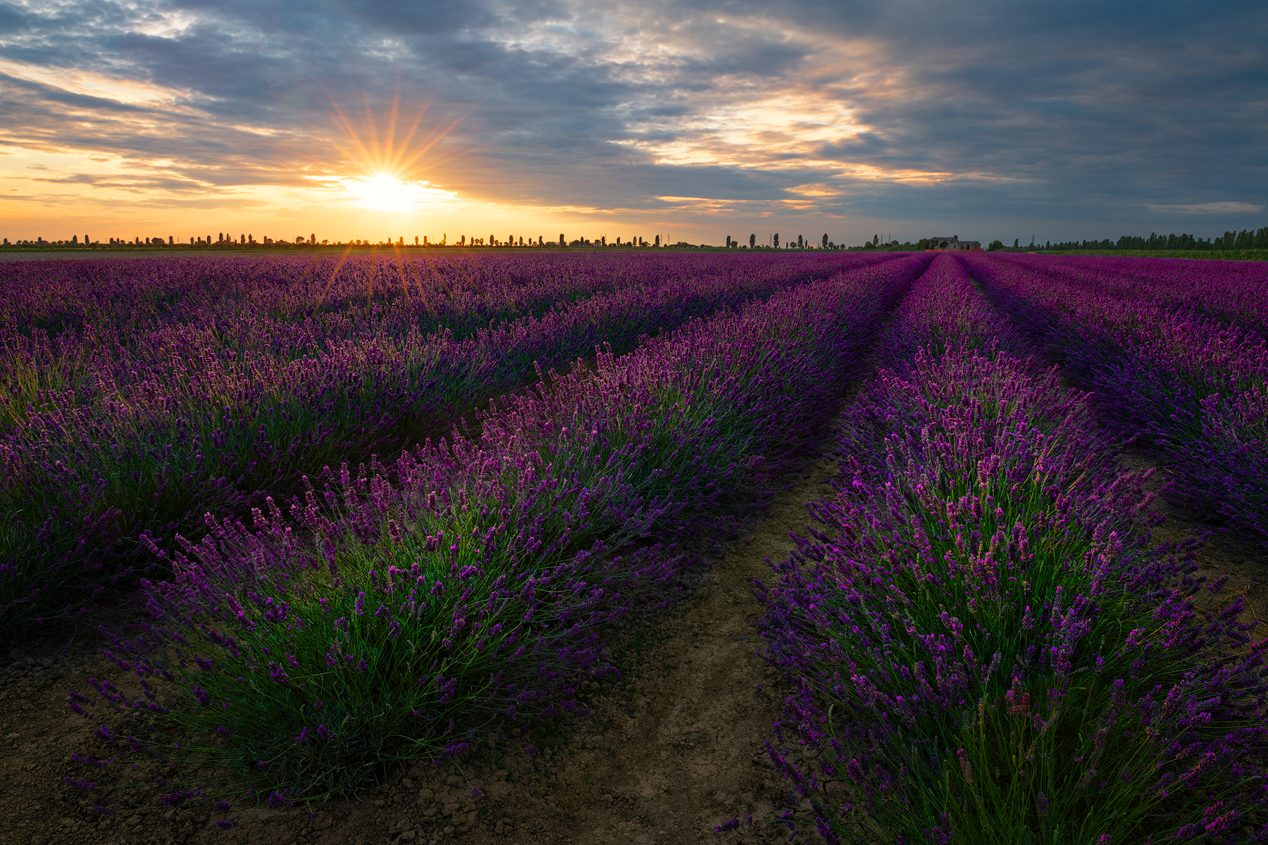 Lavender field