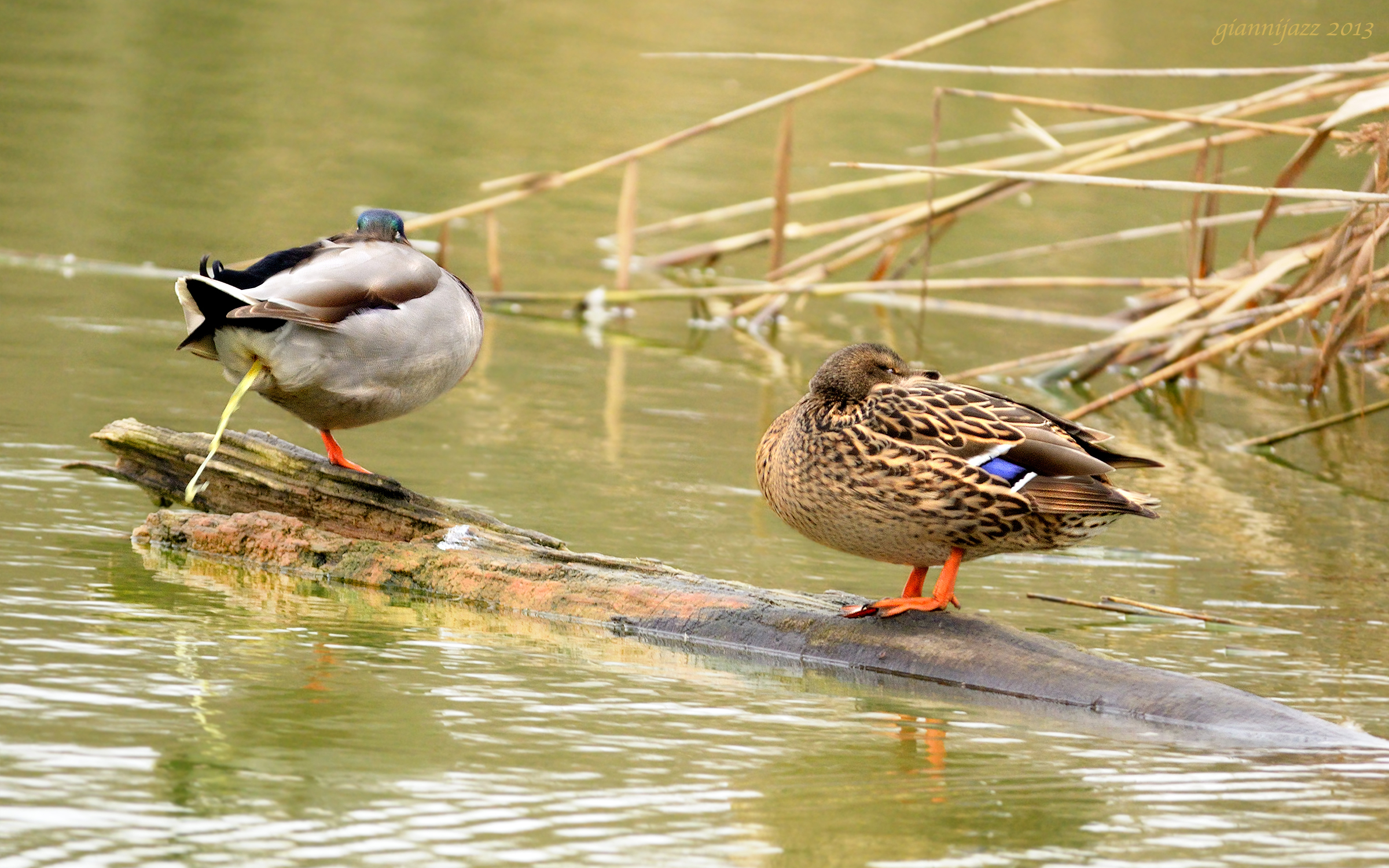 ... una foto di m ...