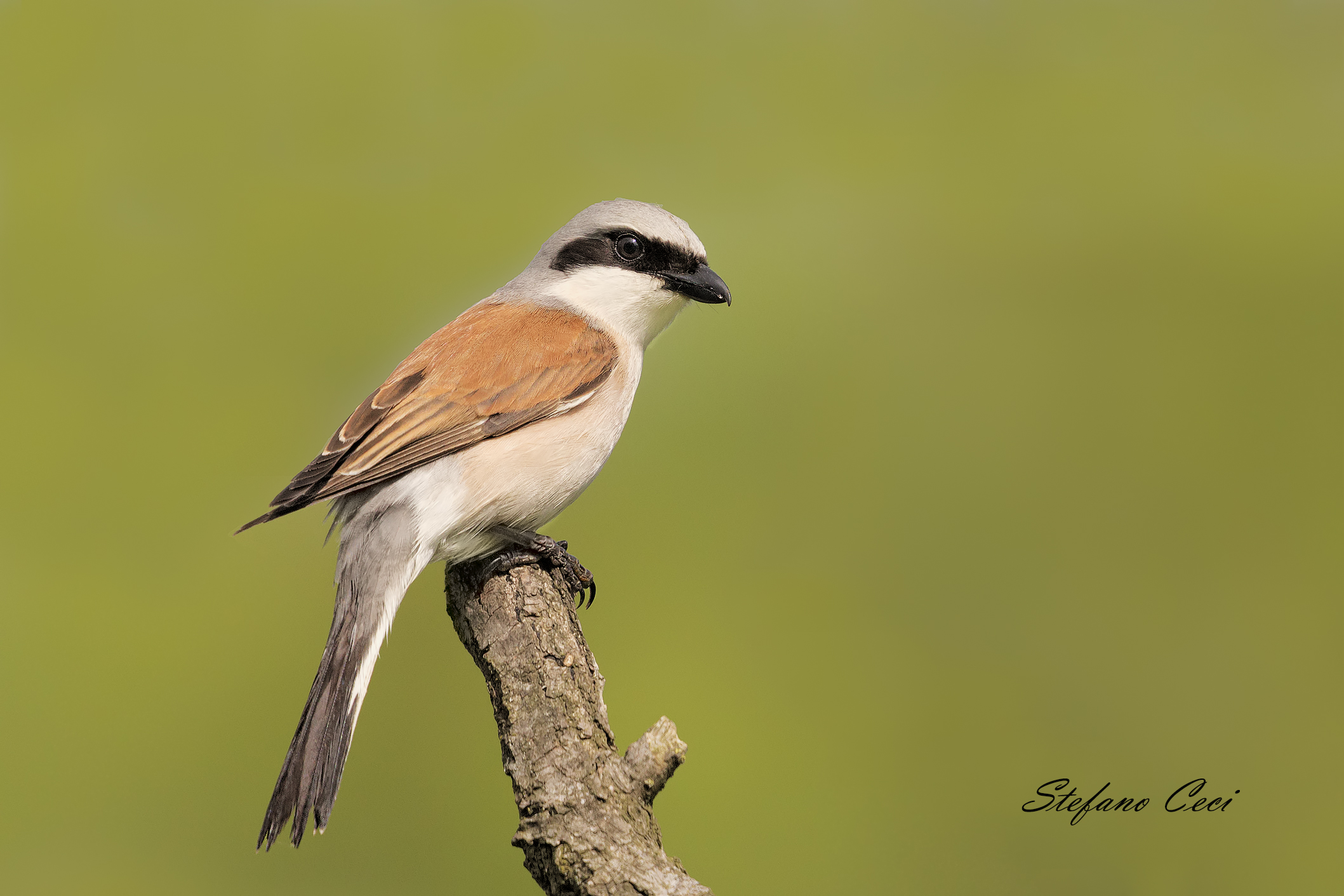 Averla minore maschio