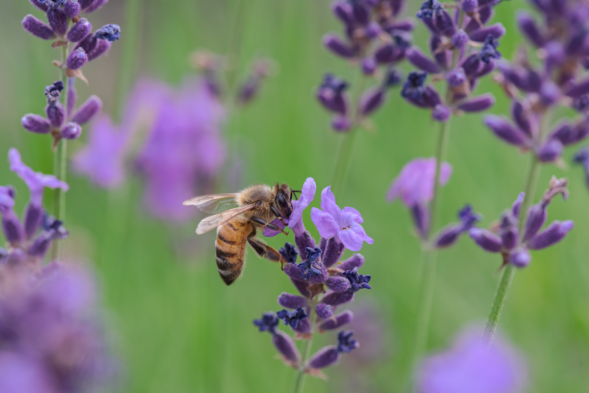 Ape da miele tra la lavanda