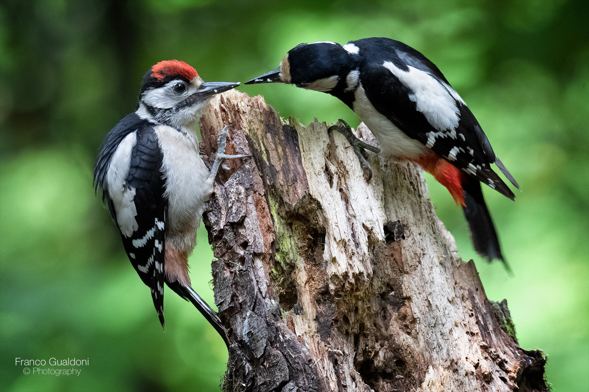Imbeccata di Picchio Rosso Maggiore
