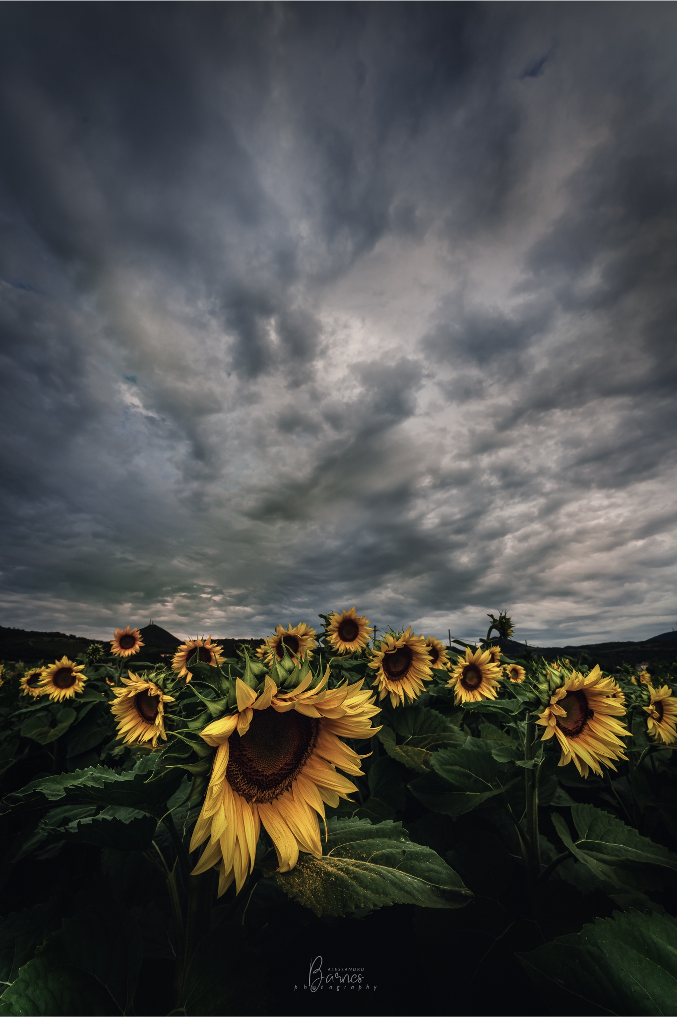 Girasoli....senza sole