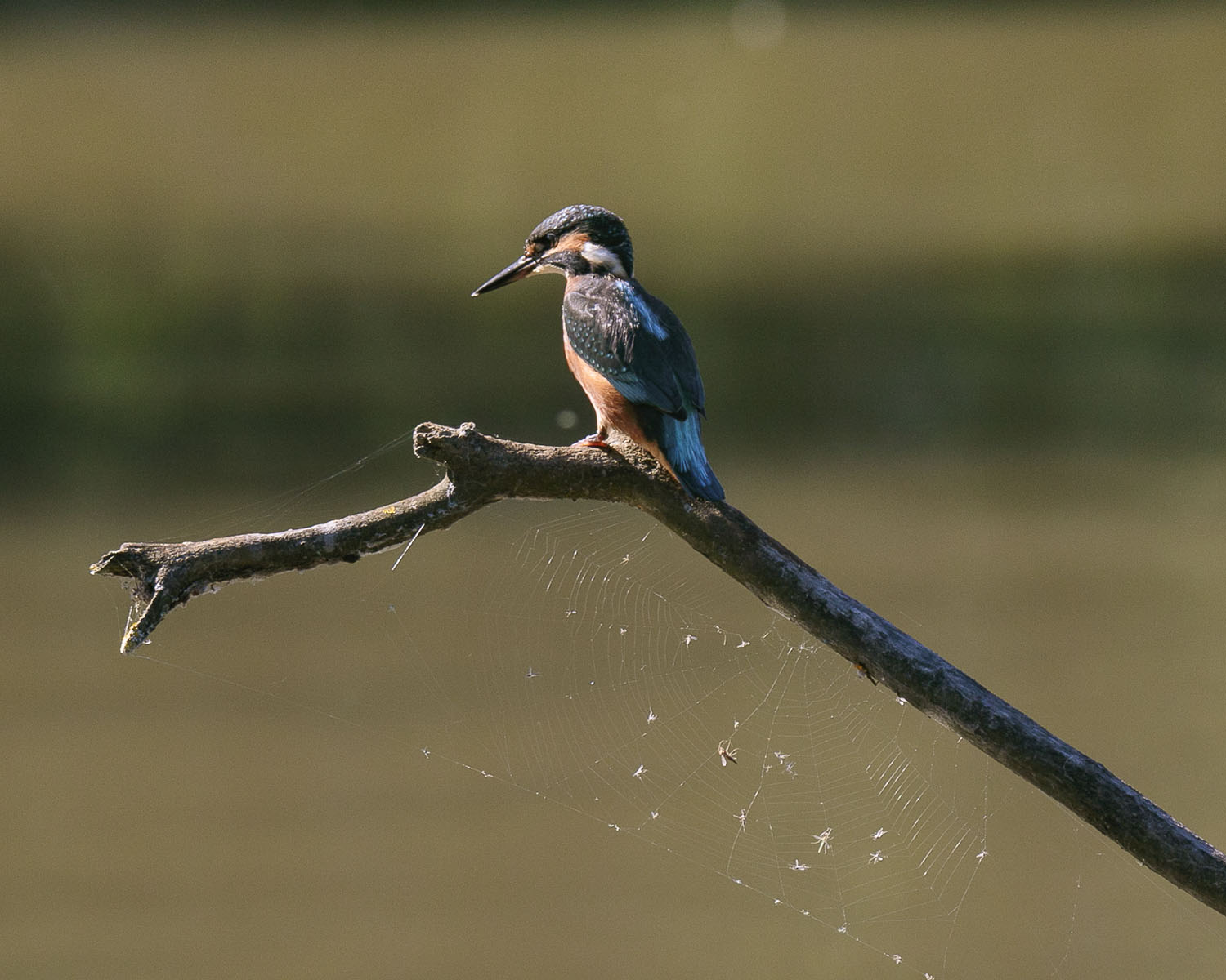 Kingfisher