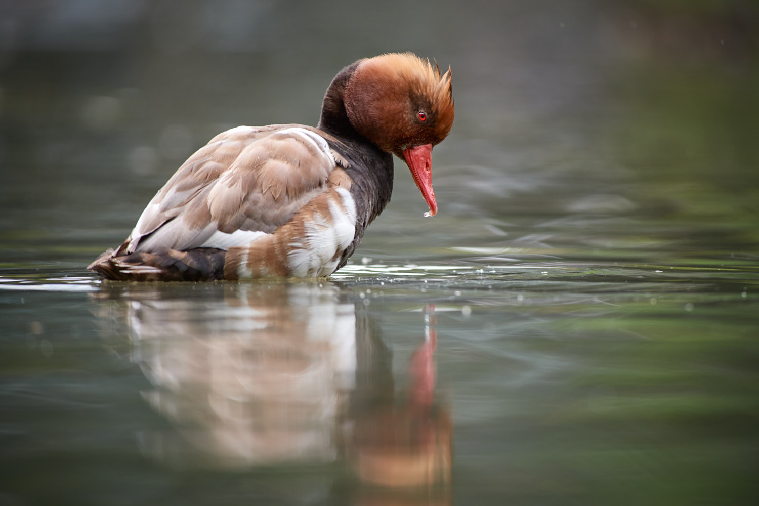 Turkish fistione in summer dress