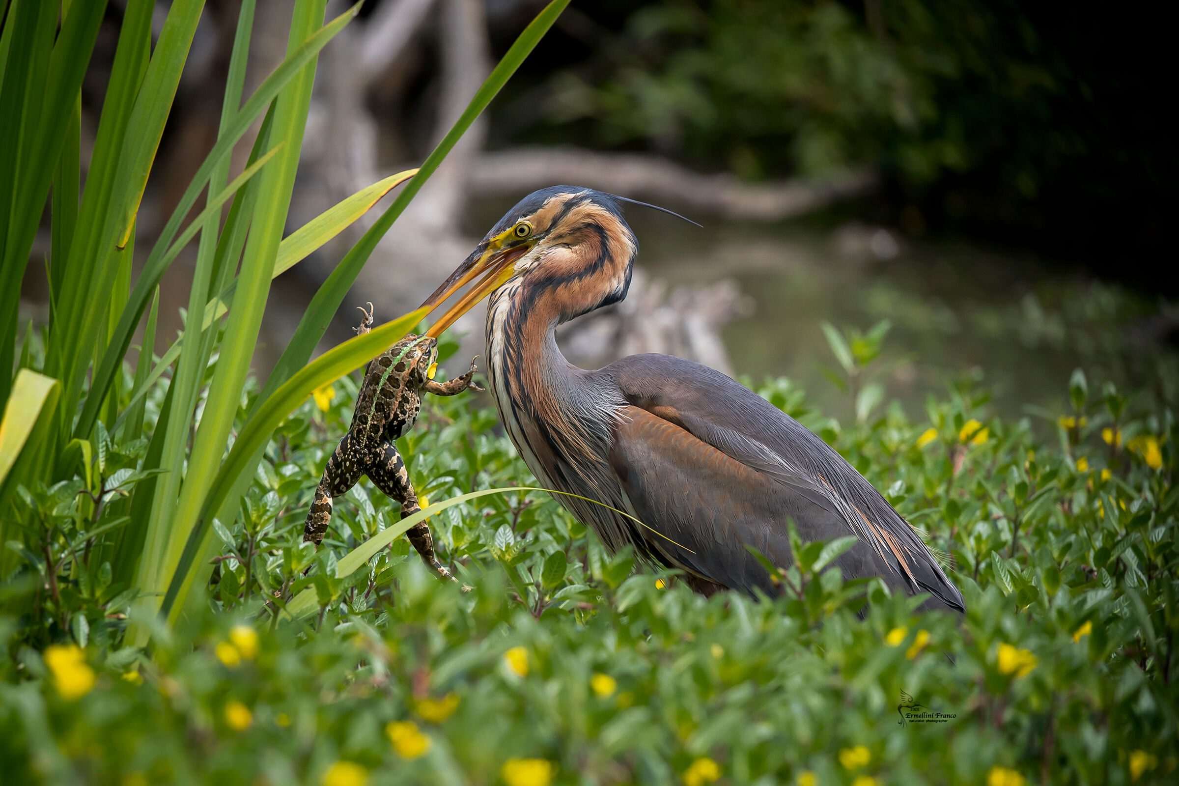 Rosso il (magnifico)