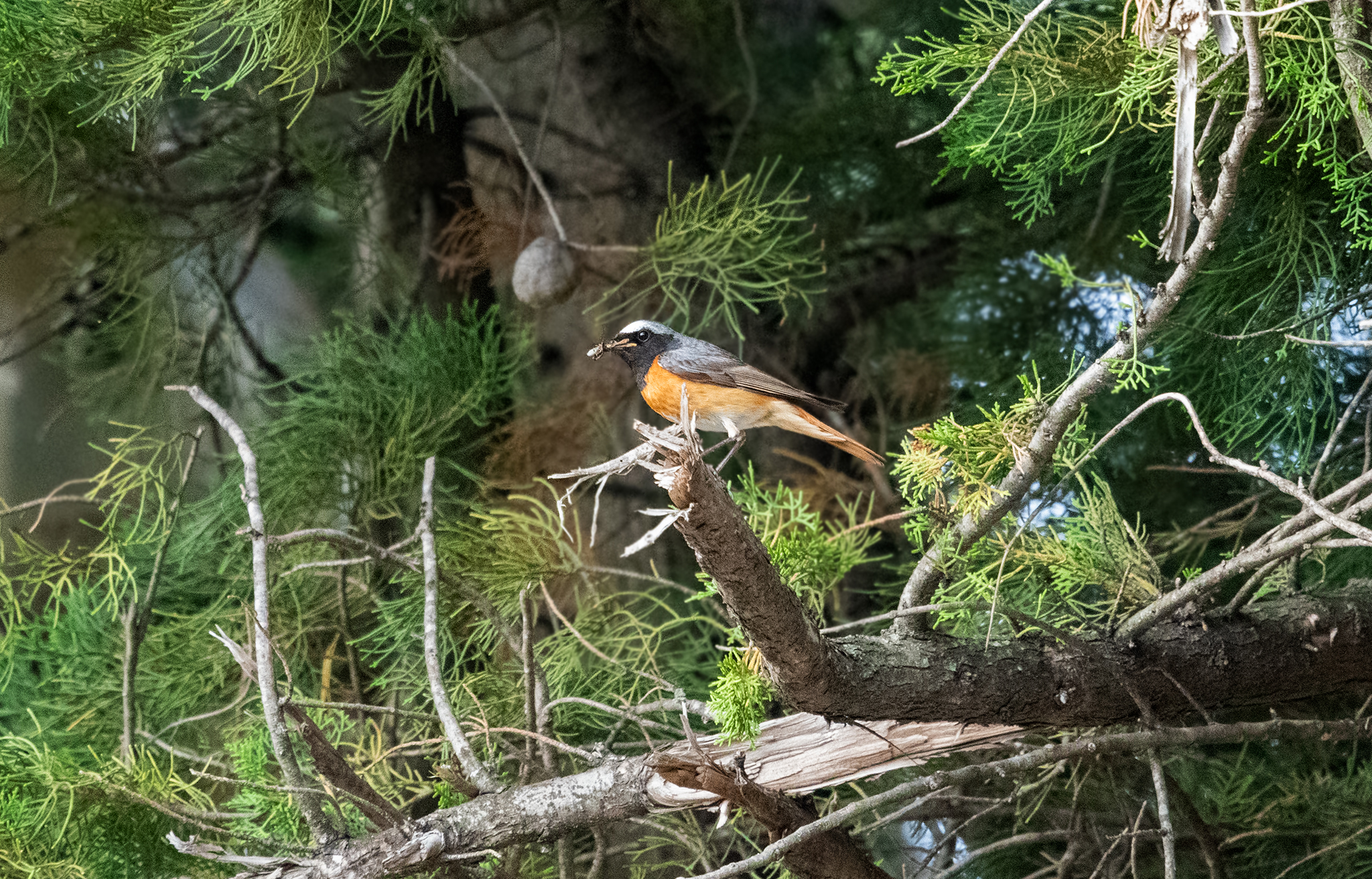redstart