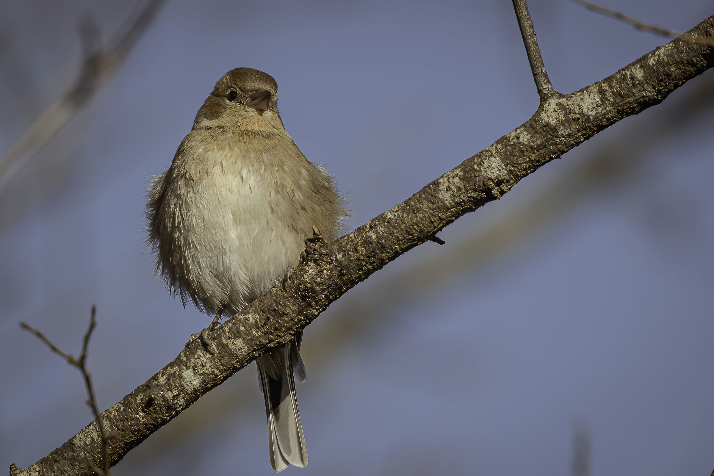il fringuello paffutello