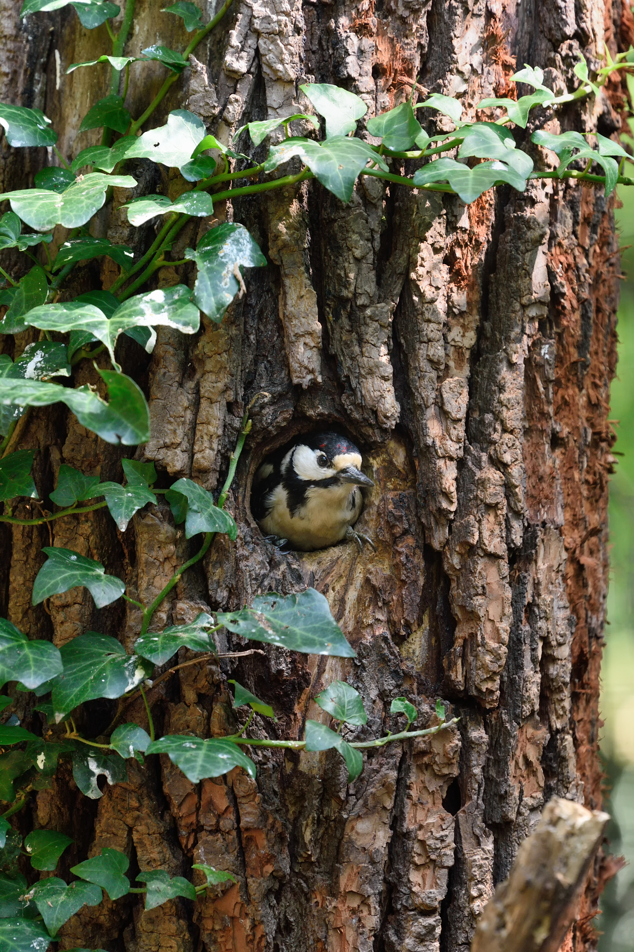 Sindrome da lockdown? Paura di uscire?
