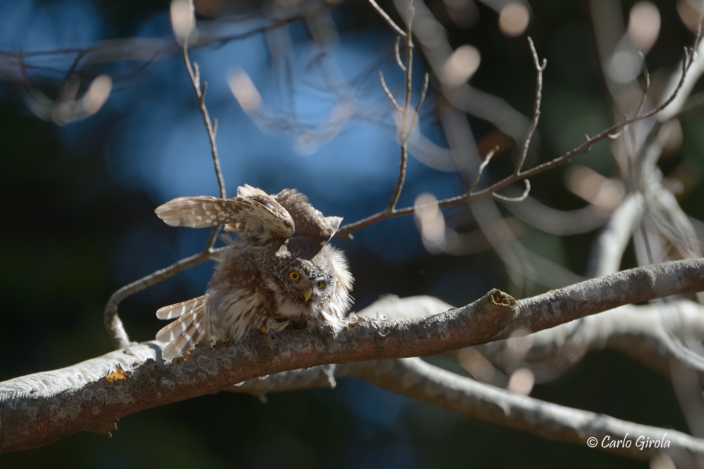Dwarf Owl (Glaucidium sparinum)