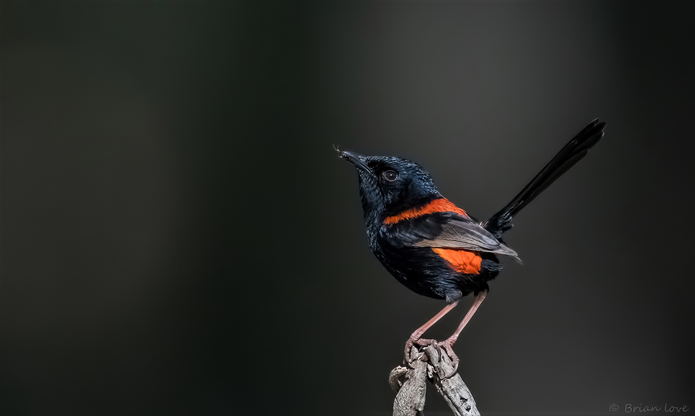 Red backed Fairy Wren with tiny ant snack