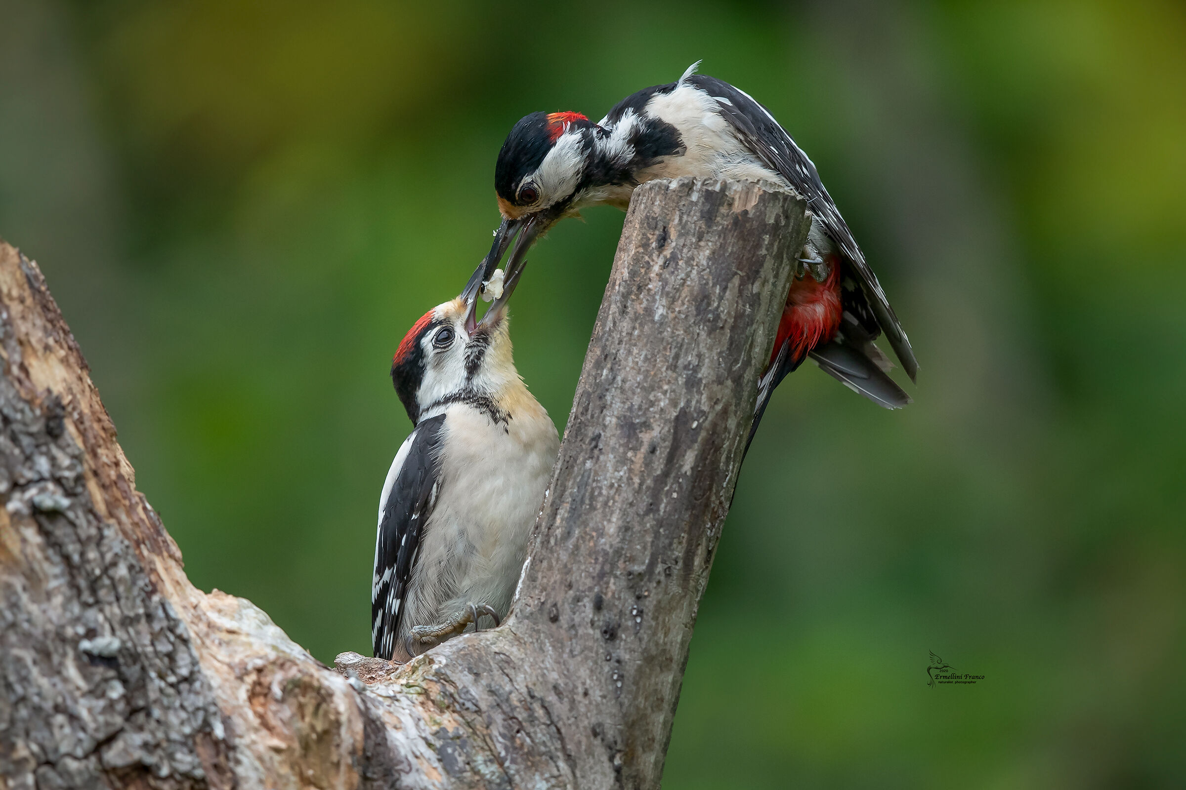 imbeccata picchio rosso