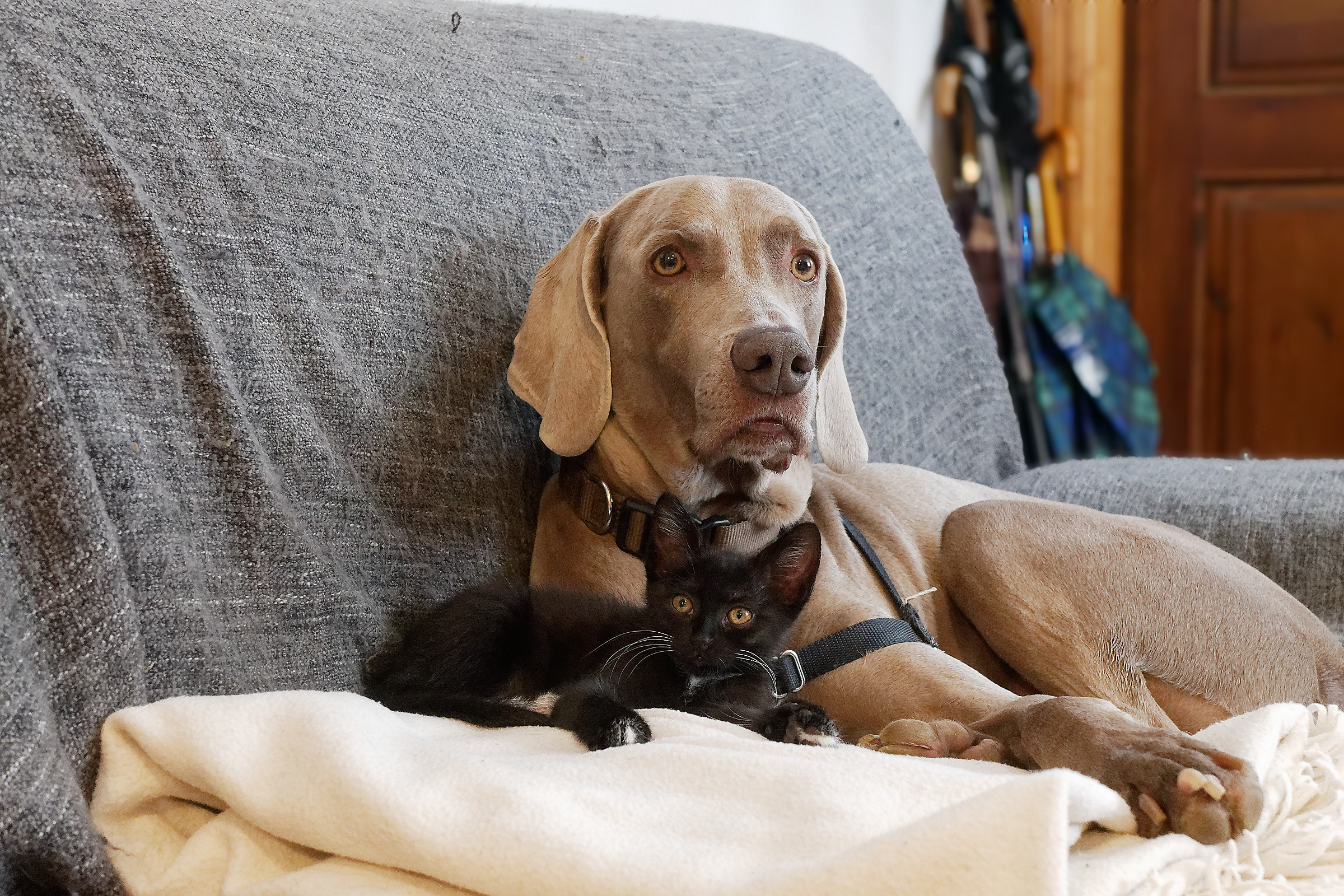 Io e il mio amico Gandalf