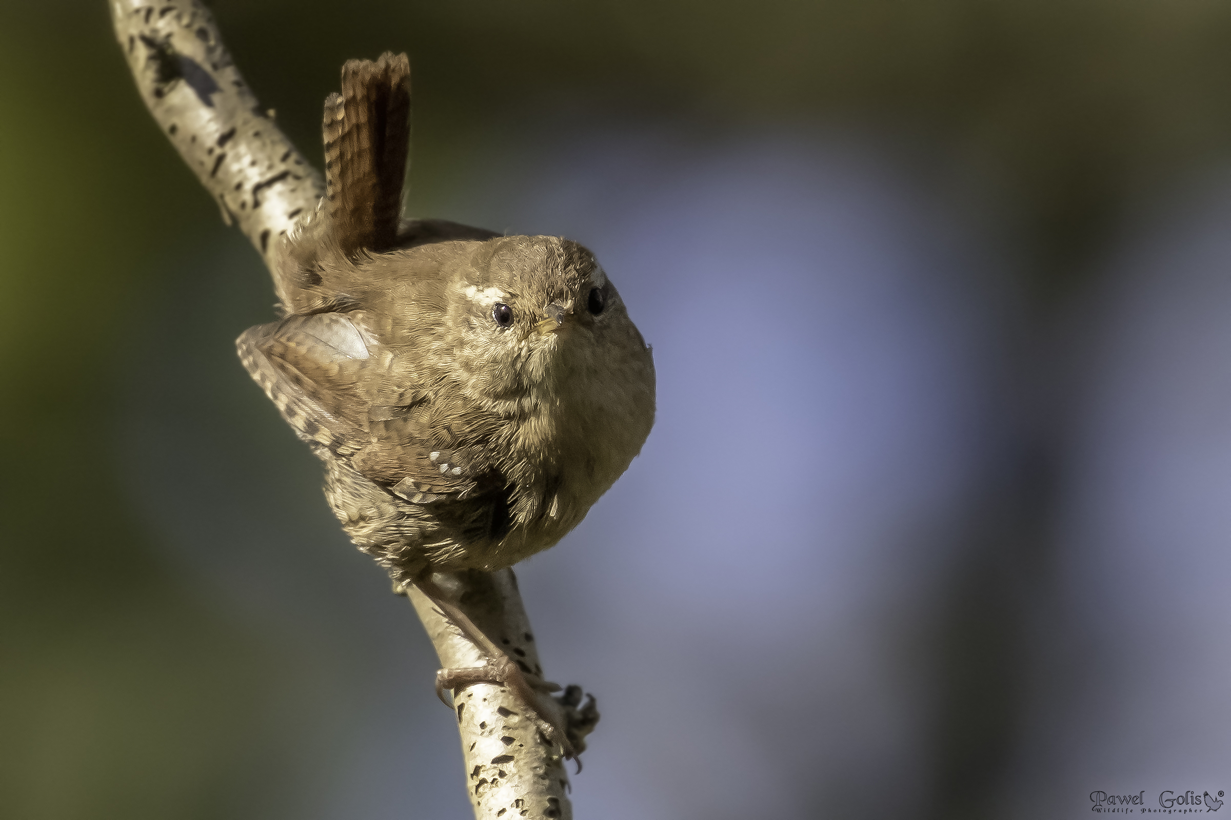 Wren eurasiatico ( Troglodytes troglodytes)