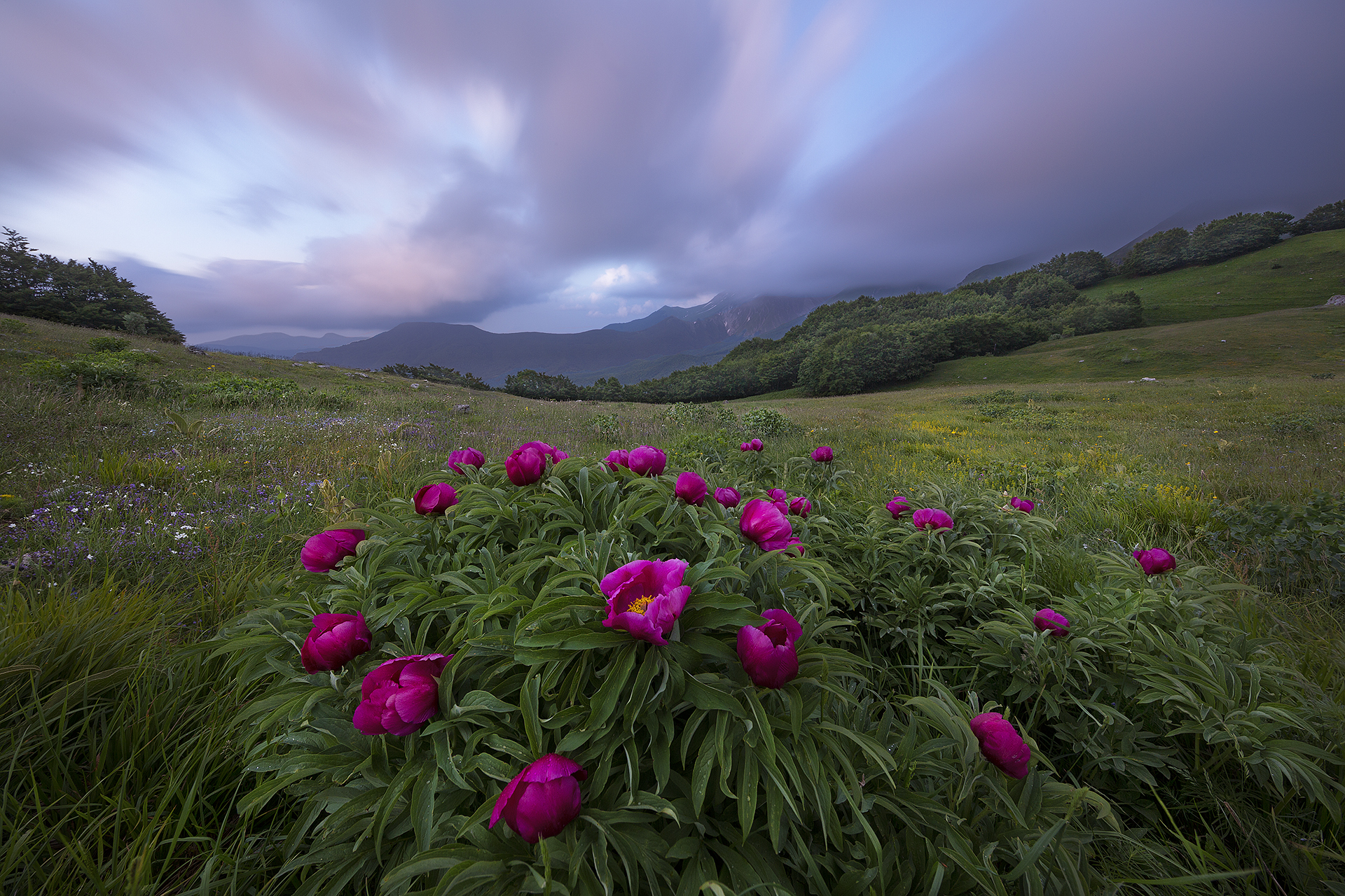 peonie in fiore