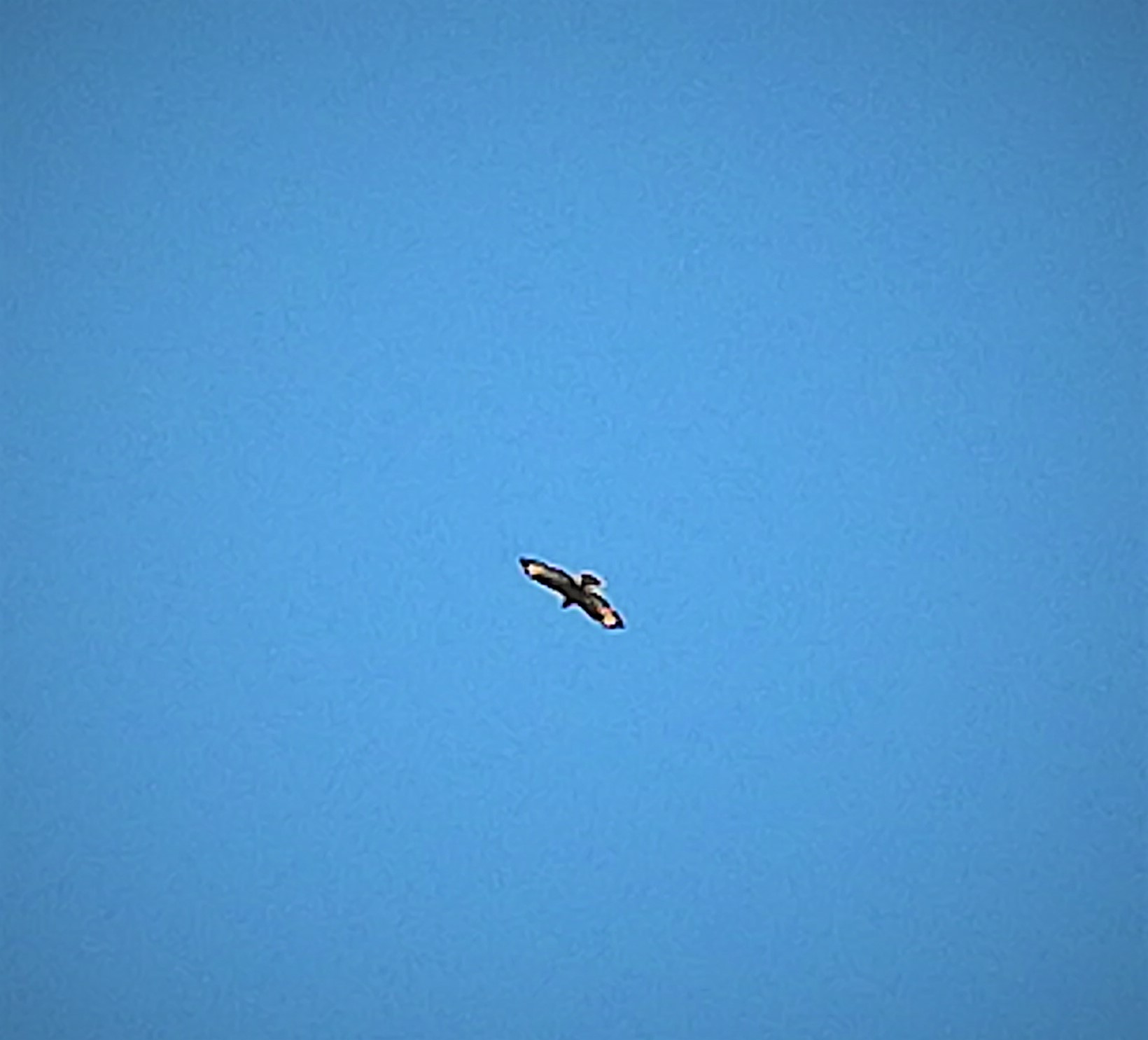 wrong or is it a falcon???