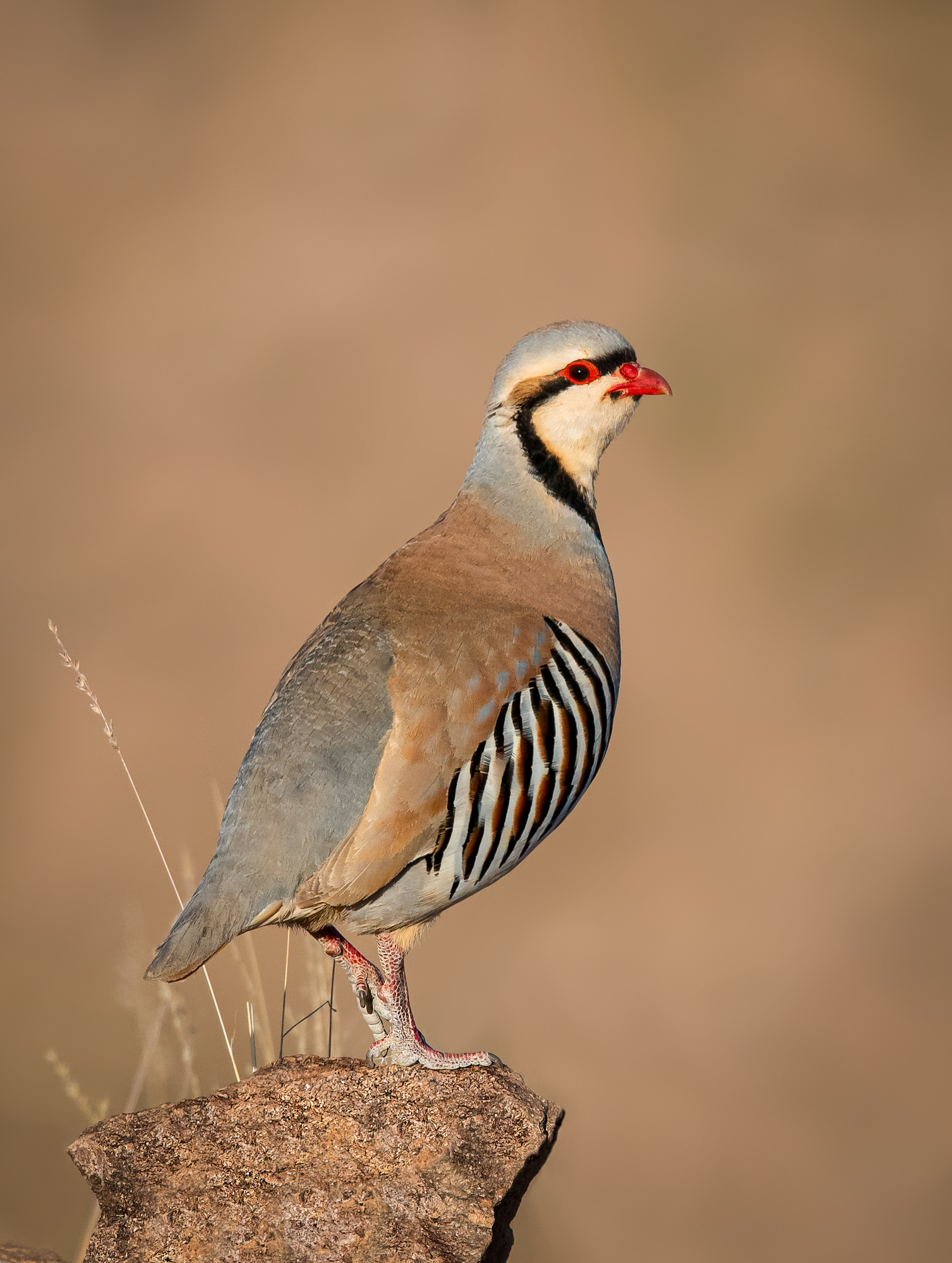 Alectoris chukar