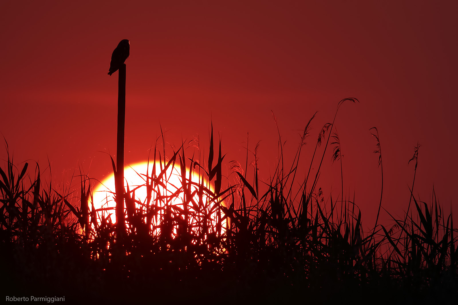 Tramonto con gufo di palude