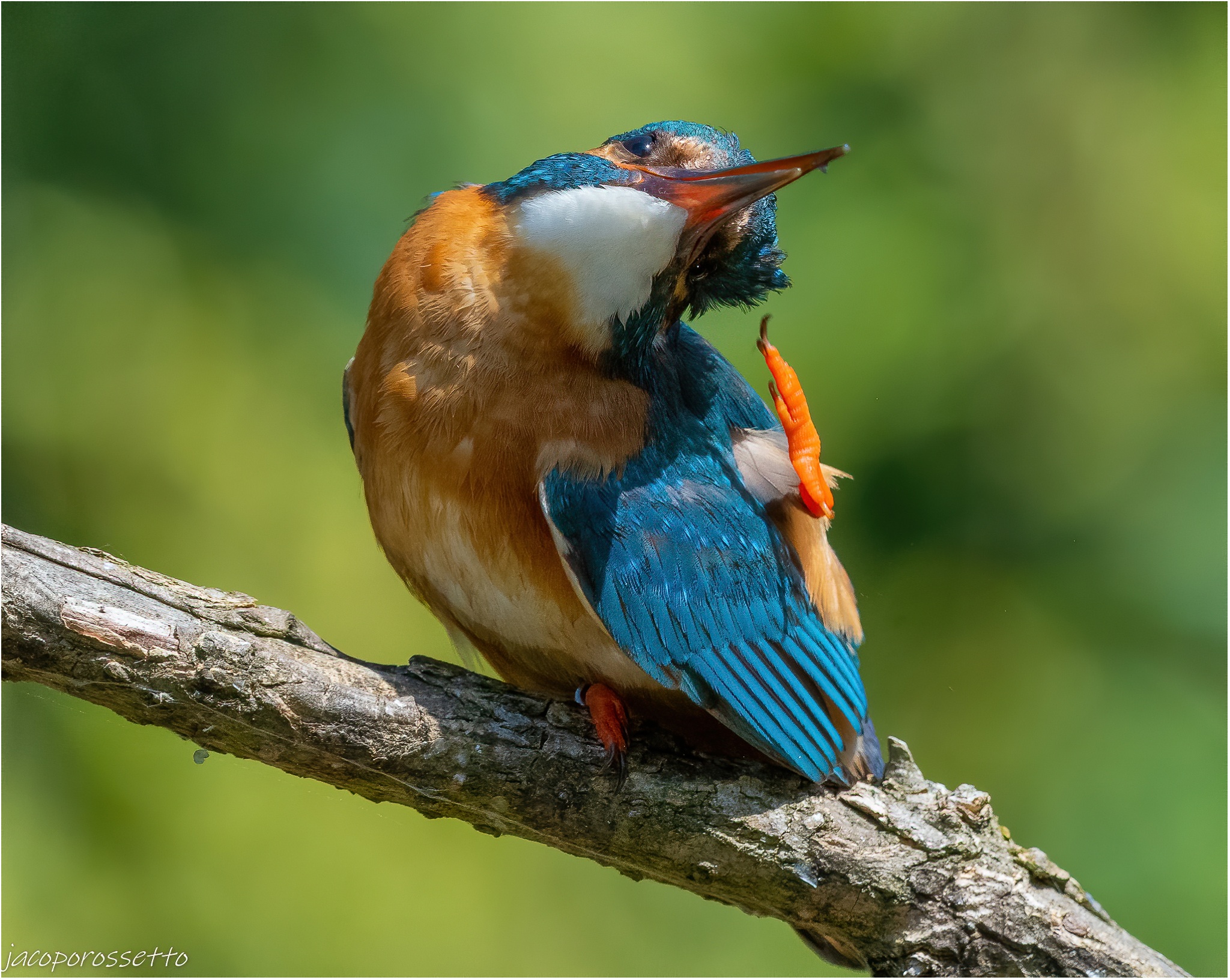 Kingfisher