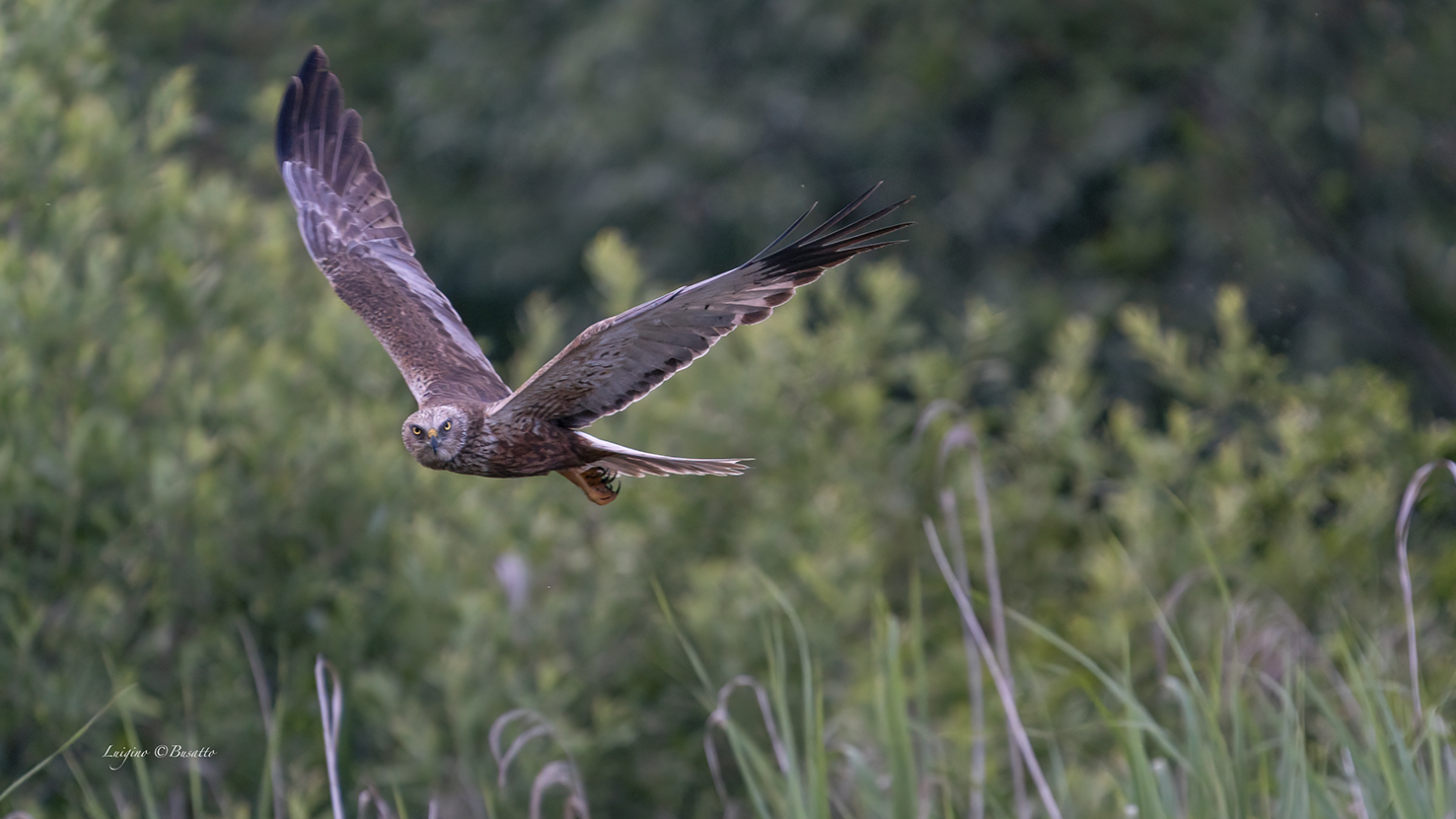Falco di Palude oasi Gaggio