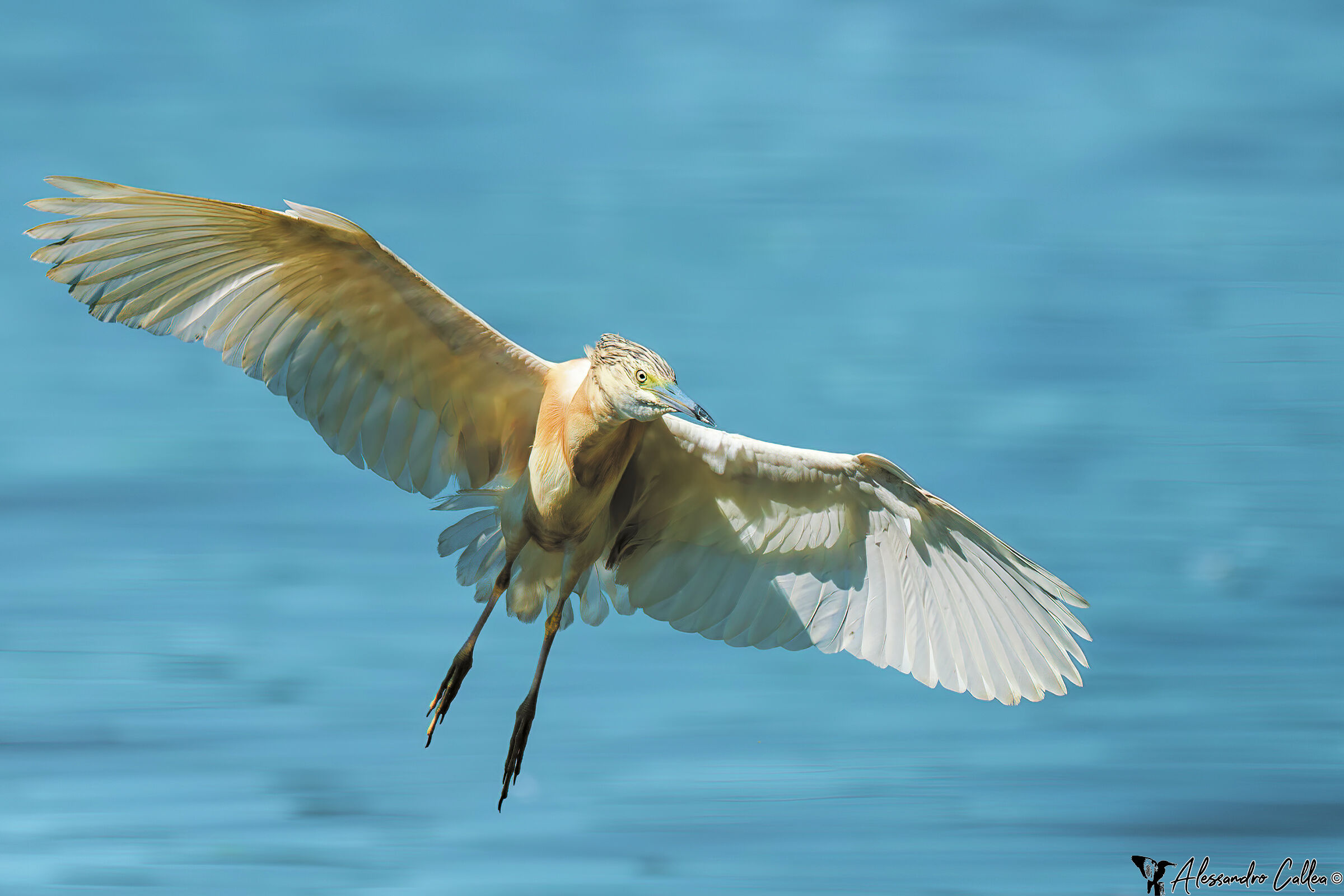 Con le ali al vento...