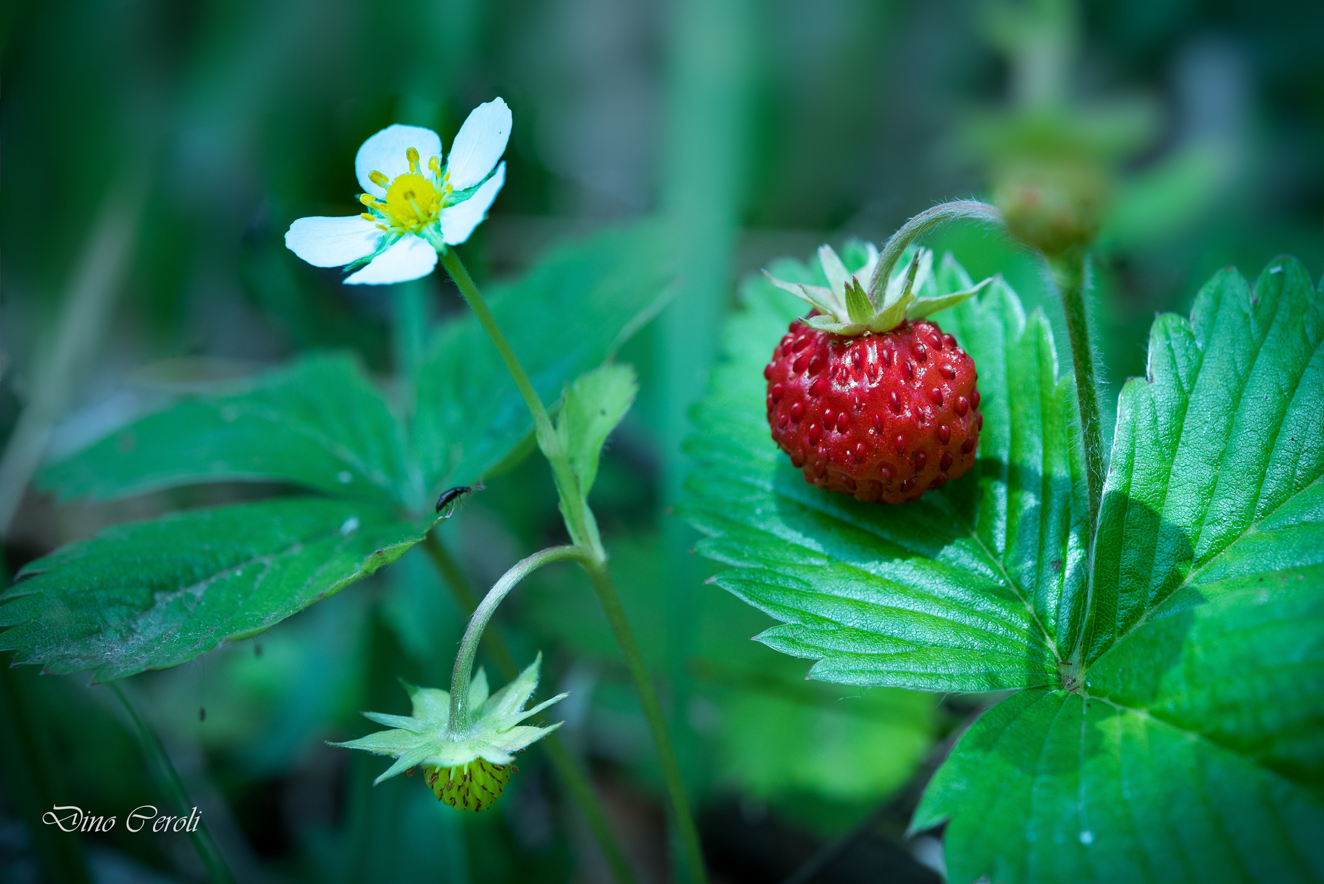 Dal Fiore al Frutto