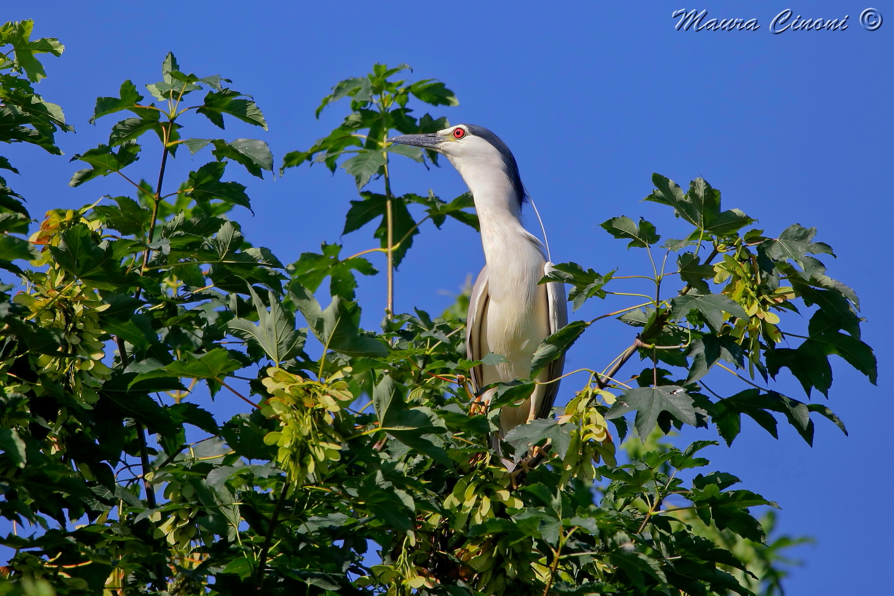 Nitticora in Garzaia
