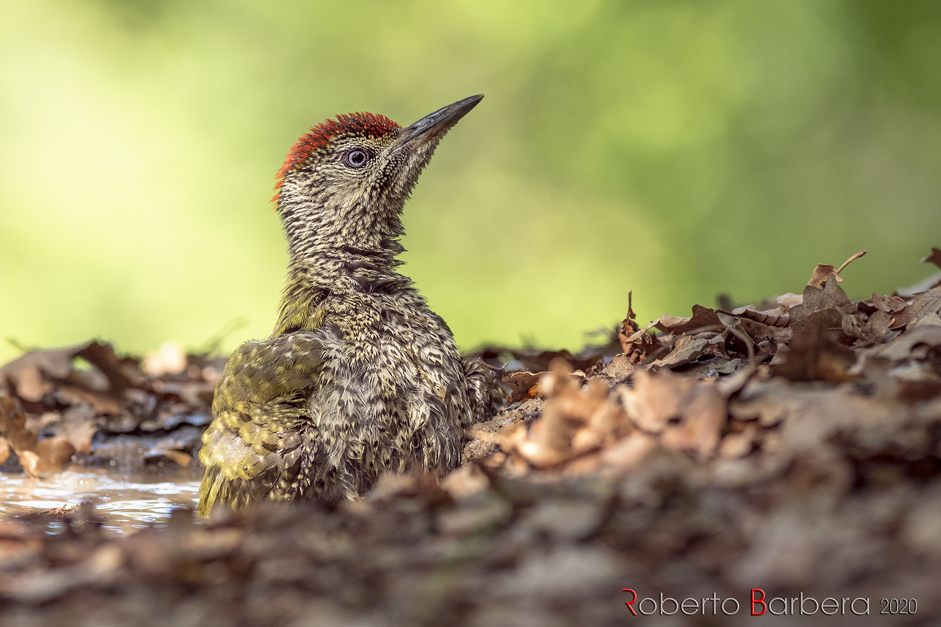 The young man takes a bath! Green woodpecker