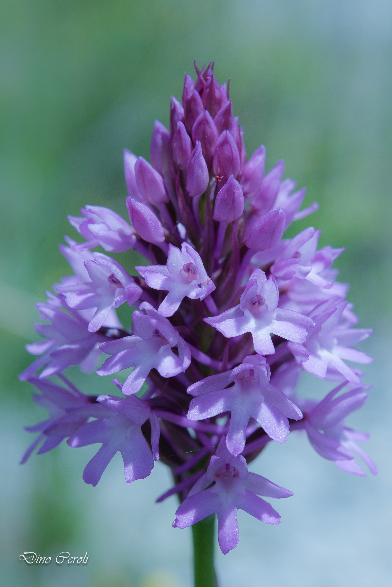 Anacamptis pyramidalis, Orchidea piramidale