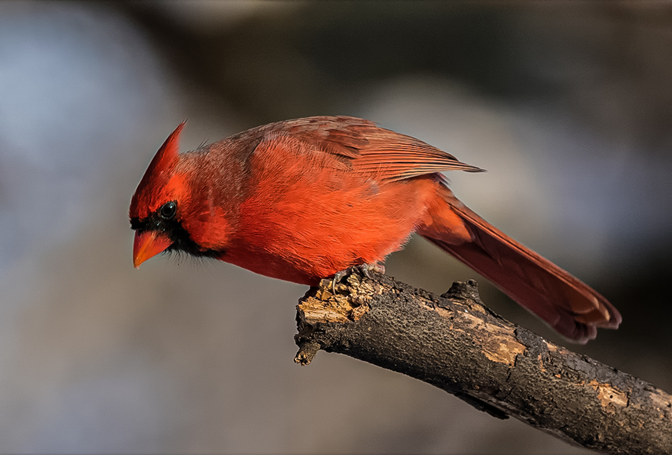 Male Northern Cardinal