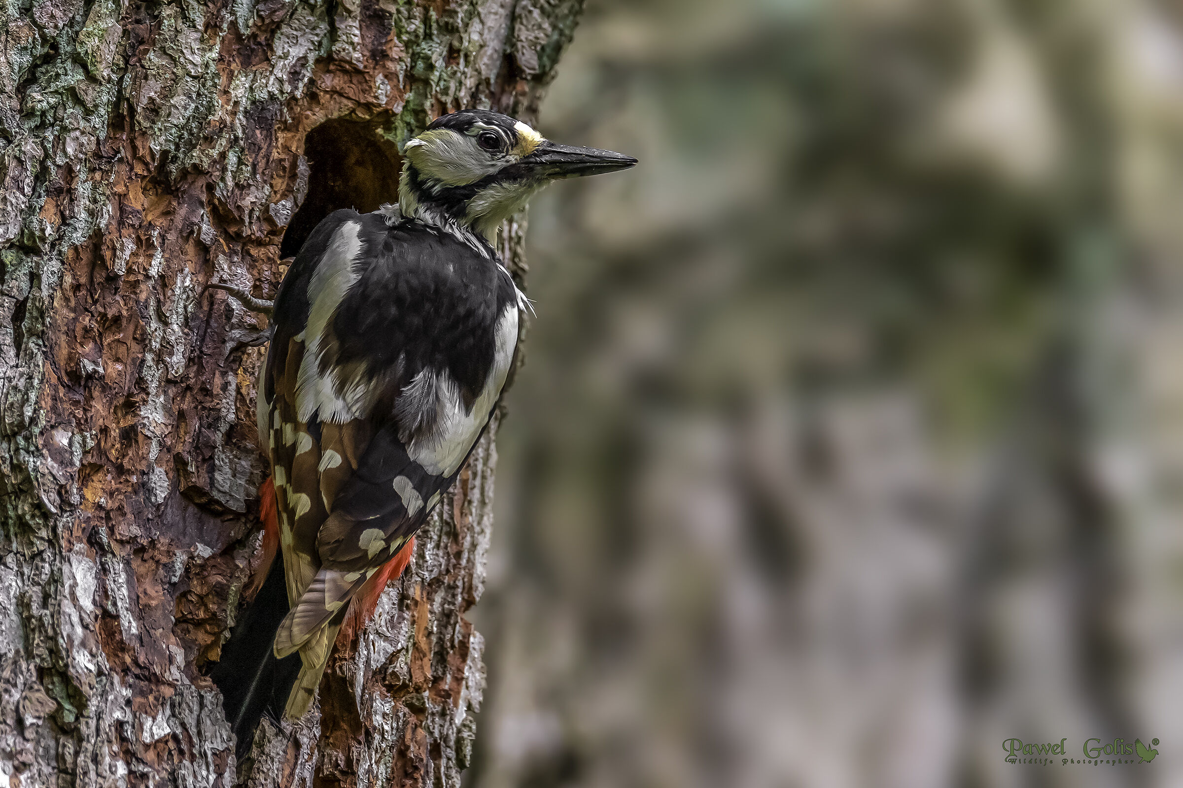 The great spotted woodpecker (Dendrocopos major)