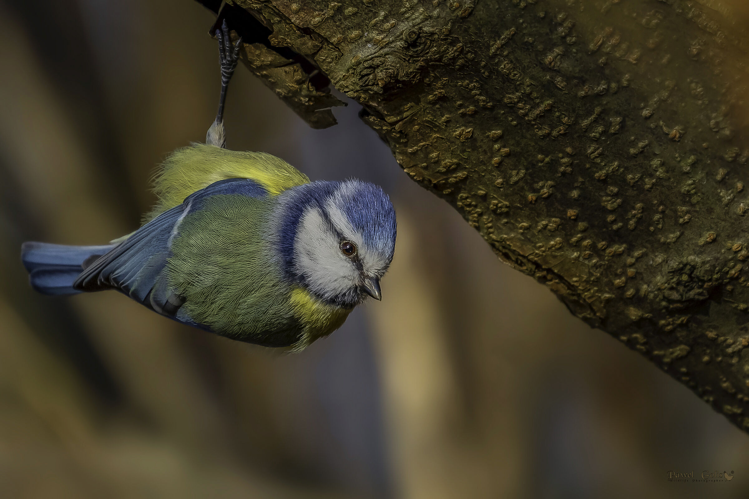 Tit blu eurasiatico (Cianistes caeruleus)