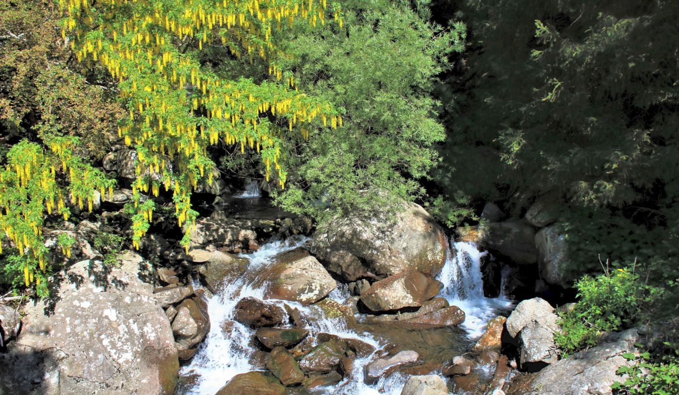 Cascate d'acqua e di fiori