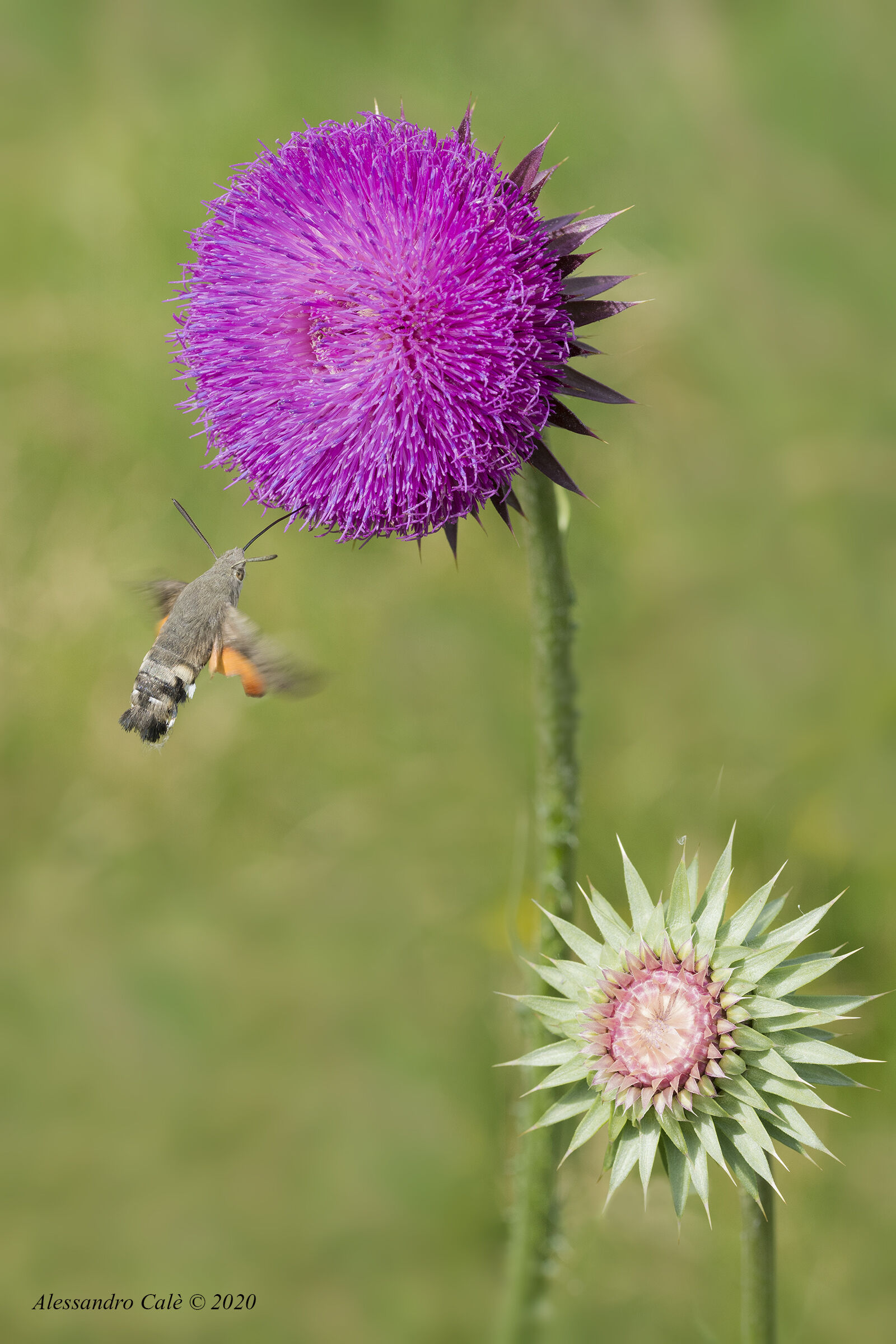 Macroglossum stellatarum su cardus nutans 8436